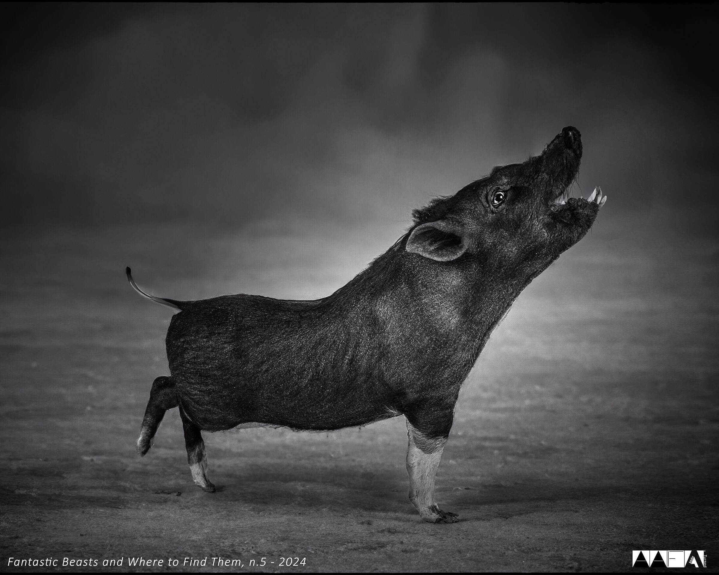 Fantastic Beasts and where to Find Them n.5-2024