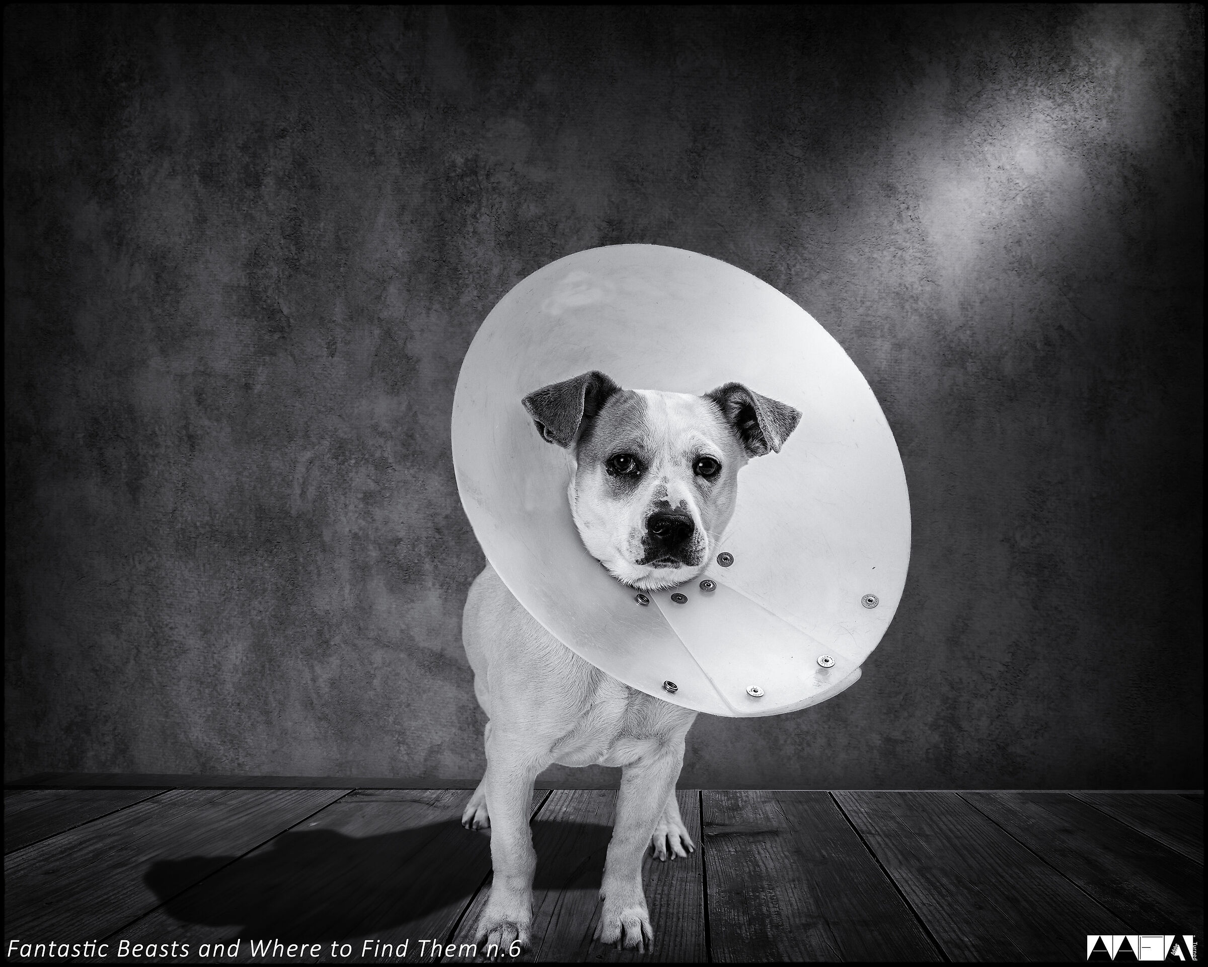 Fantastic Beasts and Where to Find Them n.6-2024