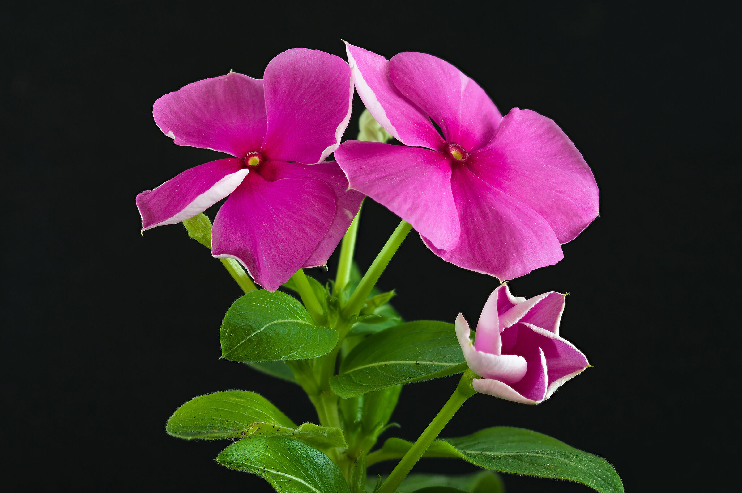 La Vinca di mia moglie...