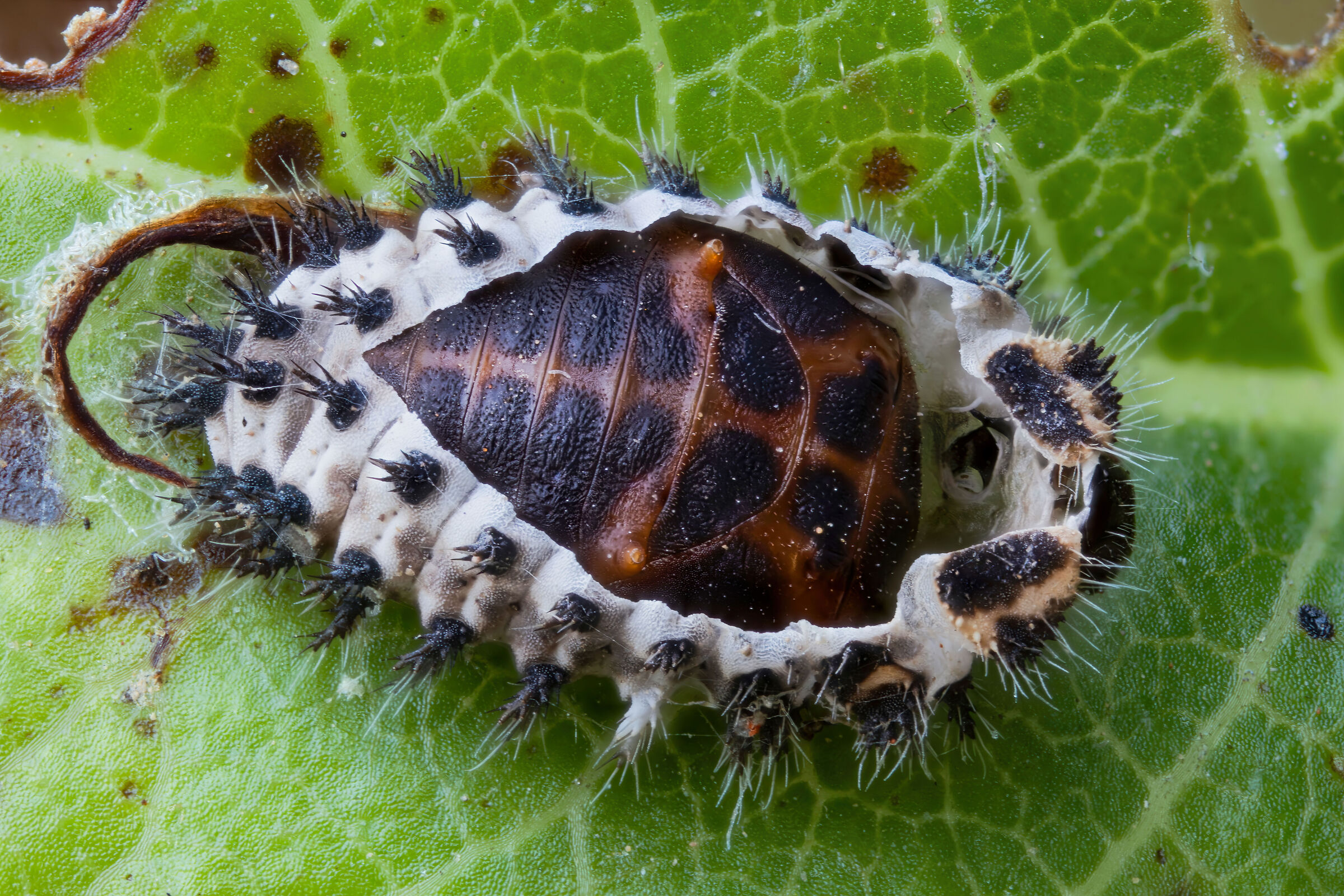 Pupa di Coccinellidae sp.