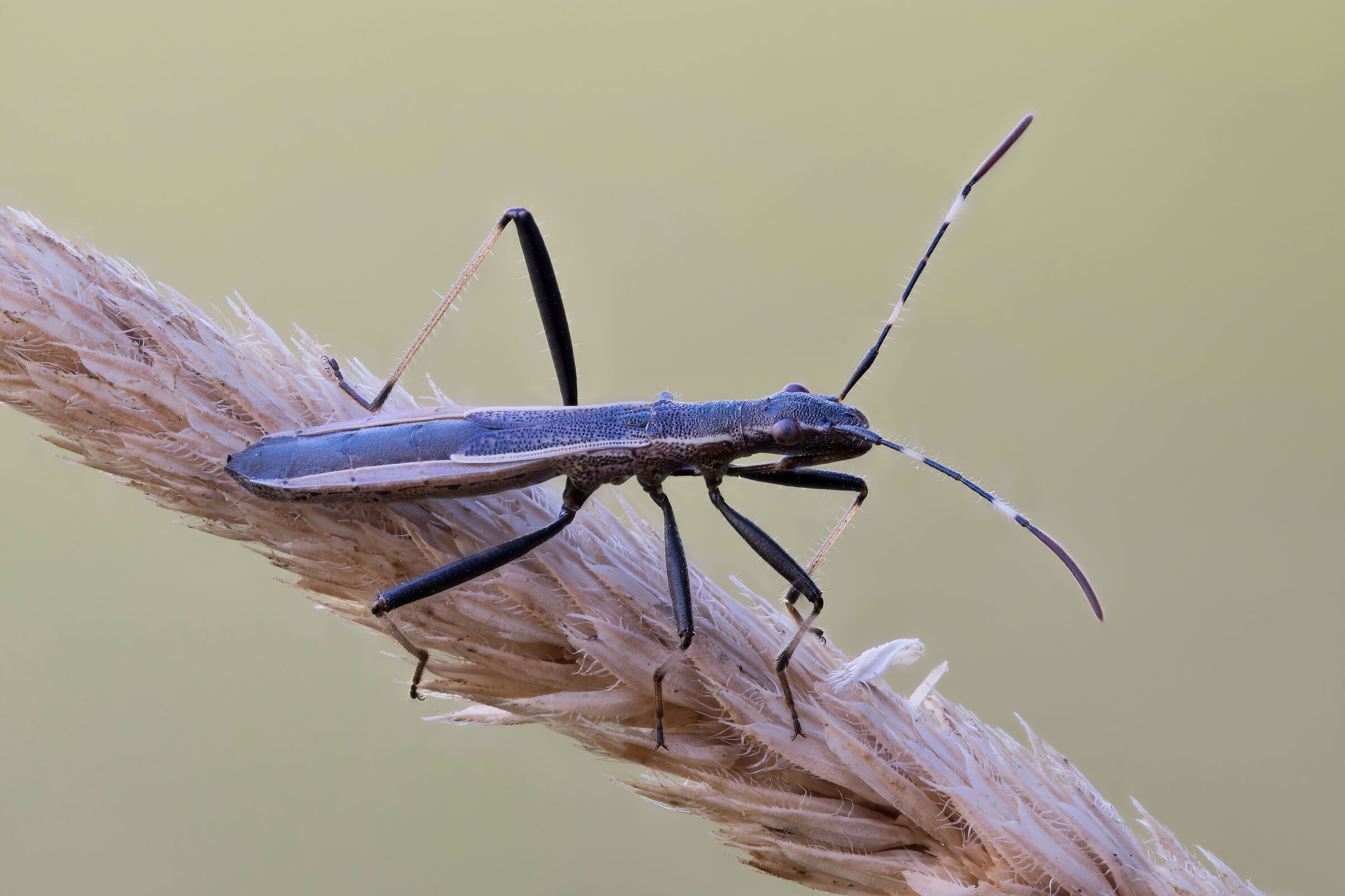 Micrelytra fossularum