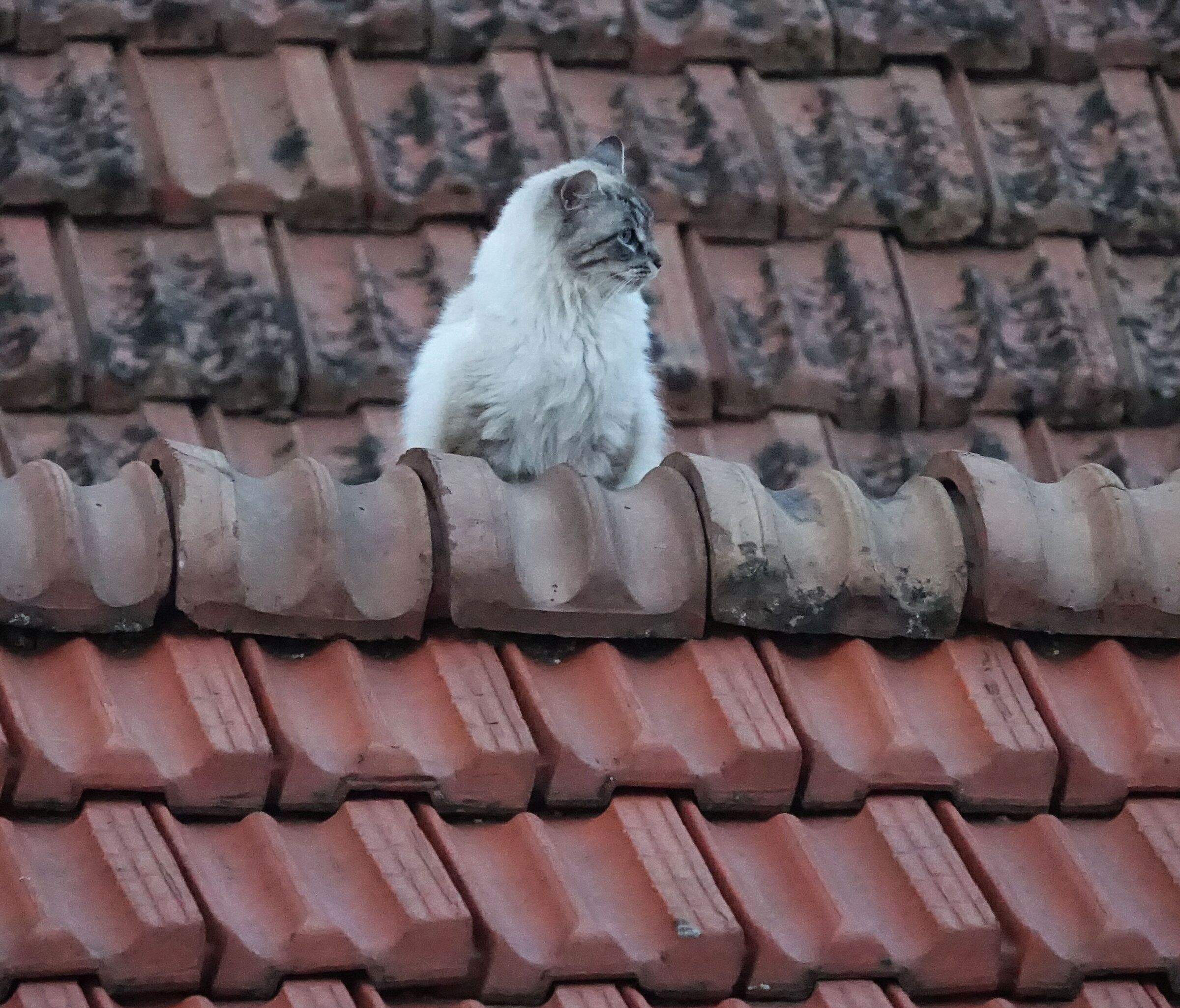 ...la gatta sul tetto