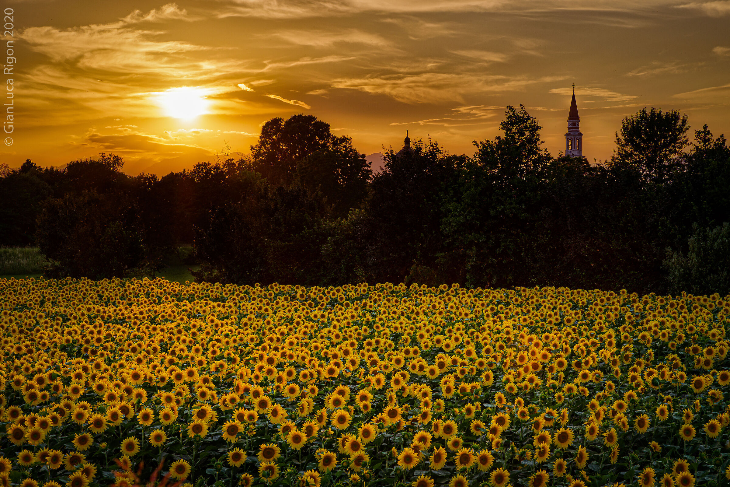 Tramonto sui girasoli