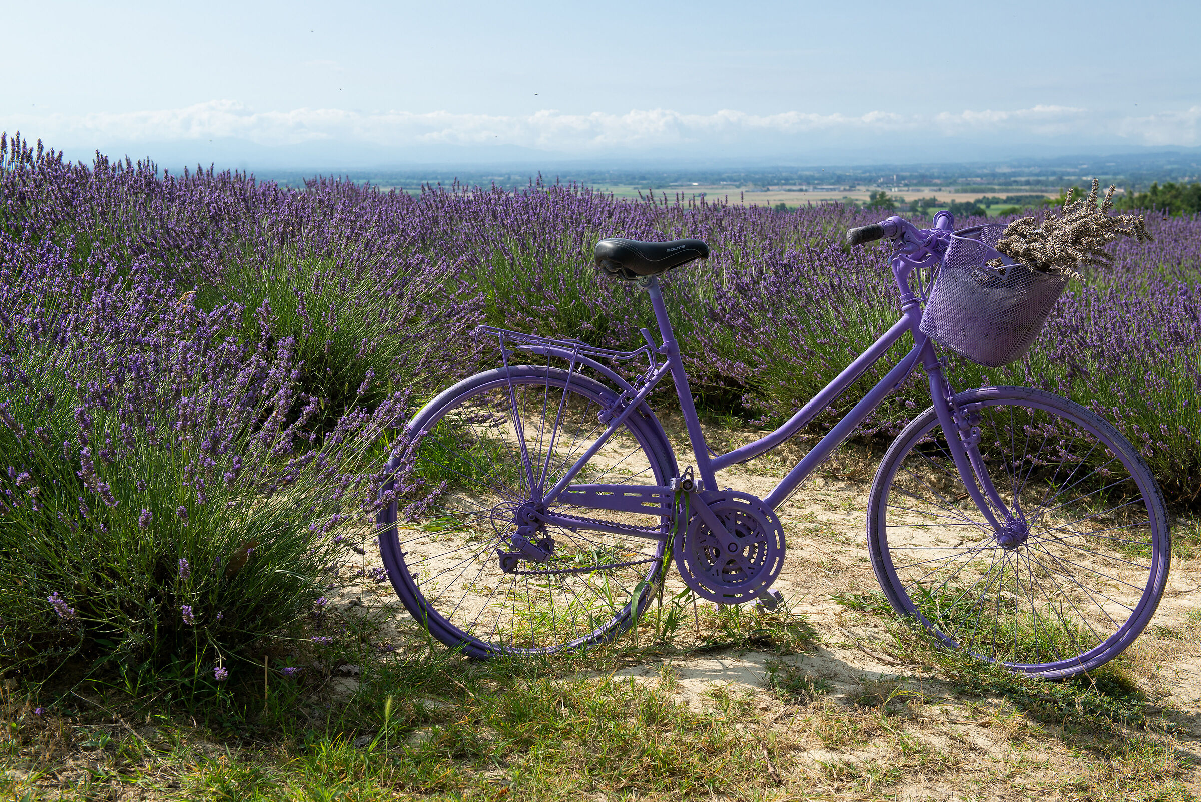 The bike and the lavender