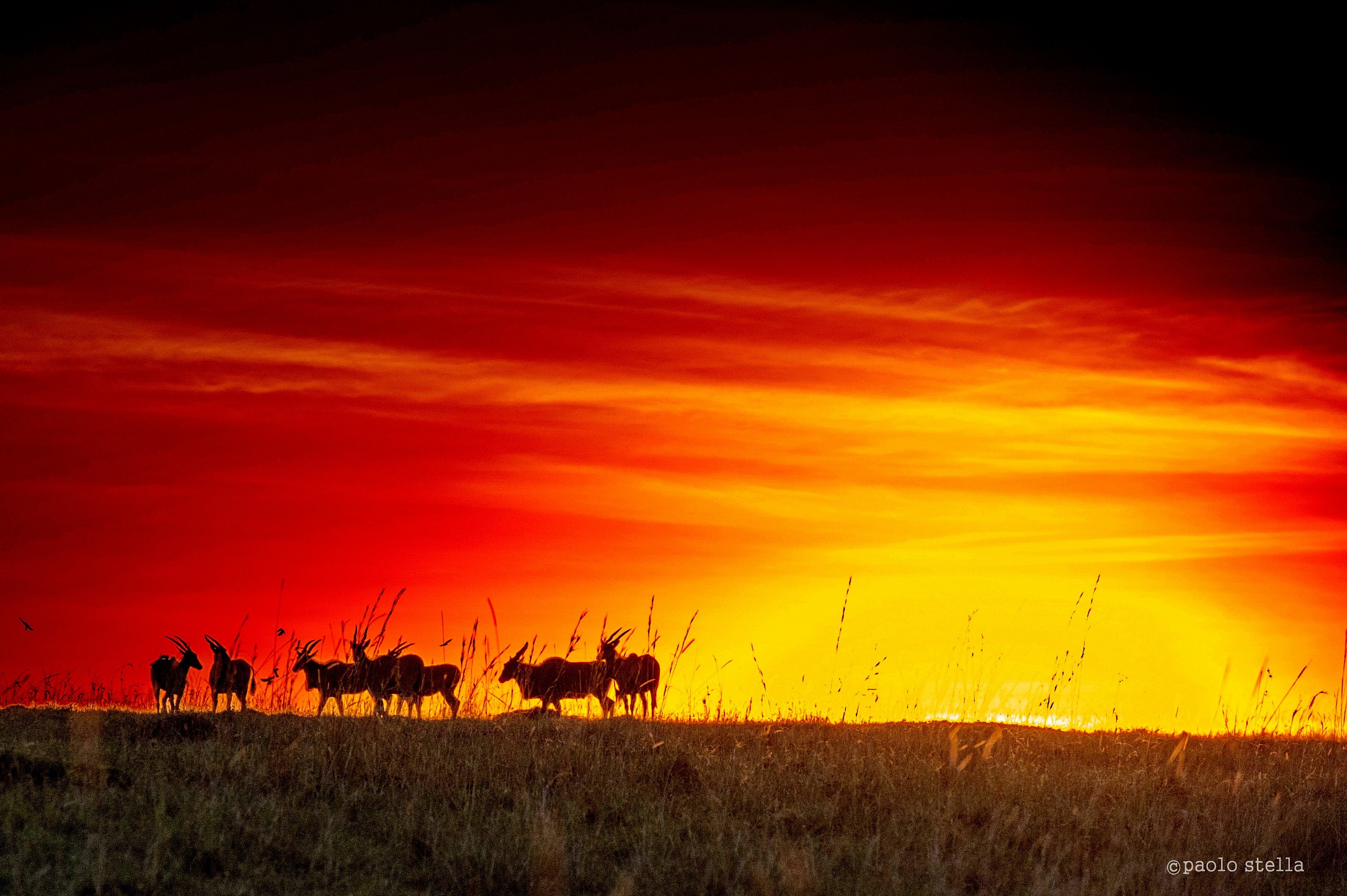 elands at the sunset
