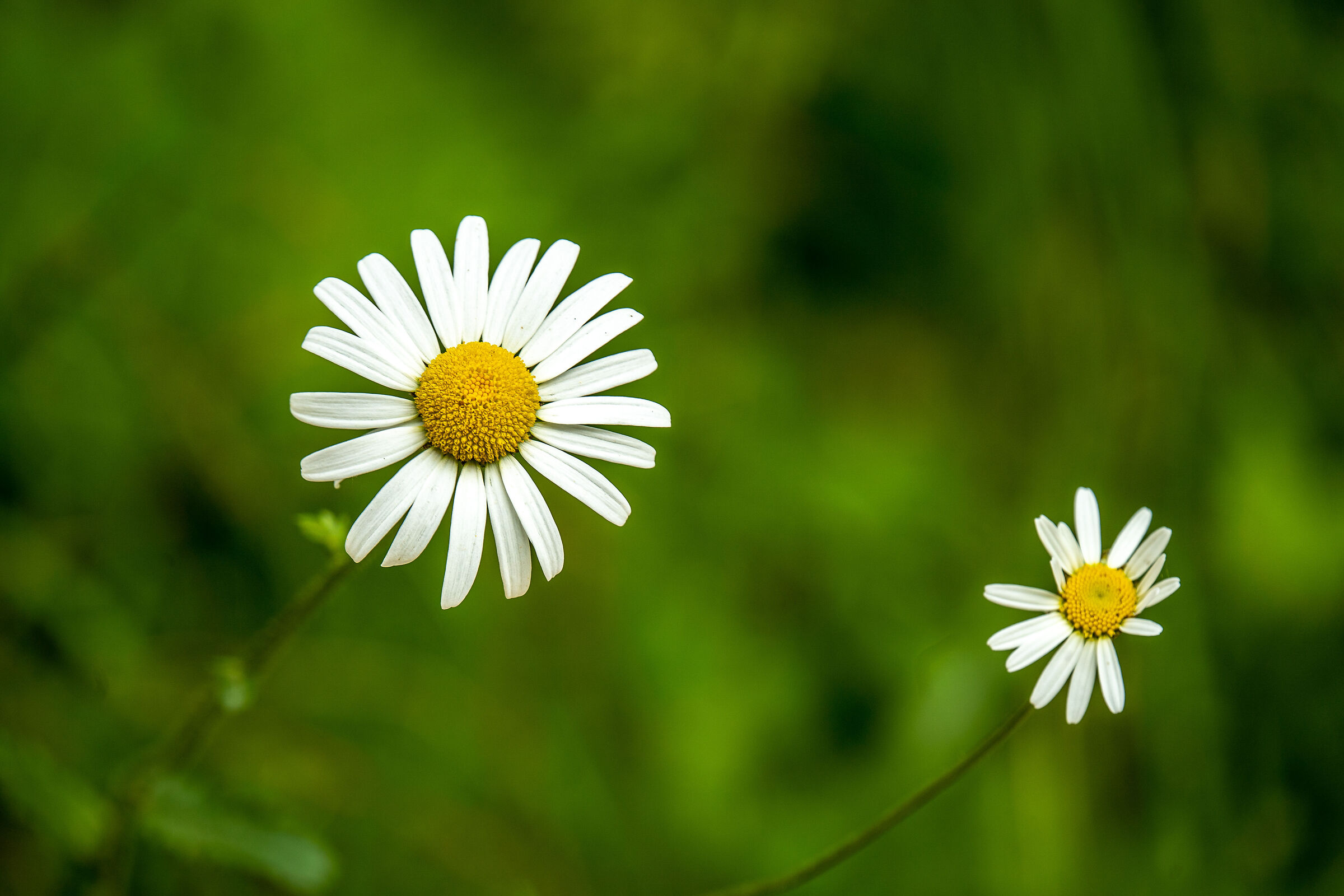 Daisies