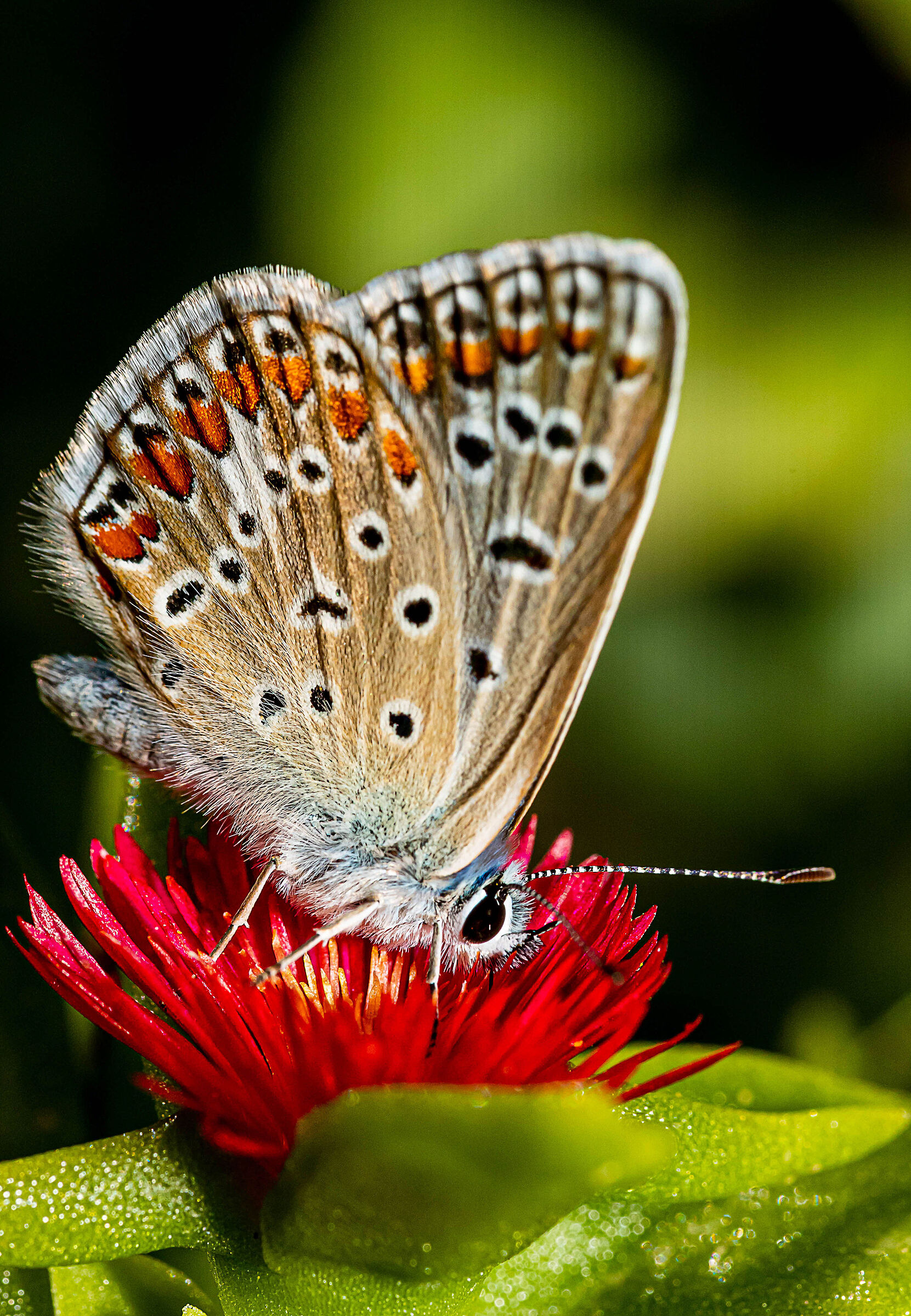 Madame Butterfly