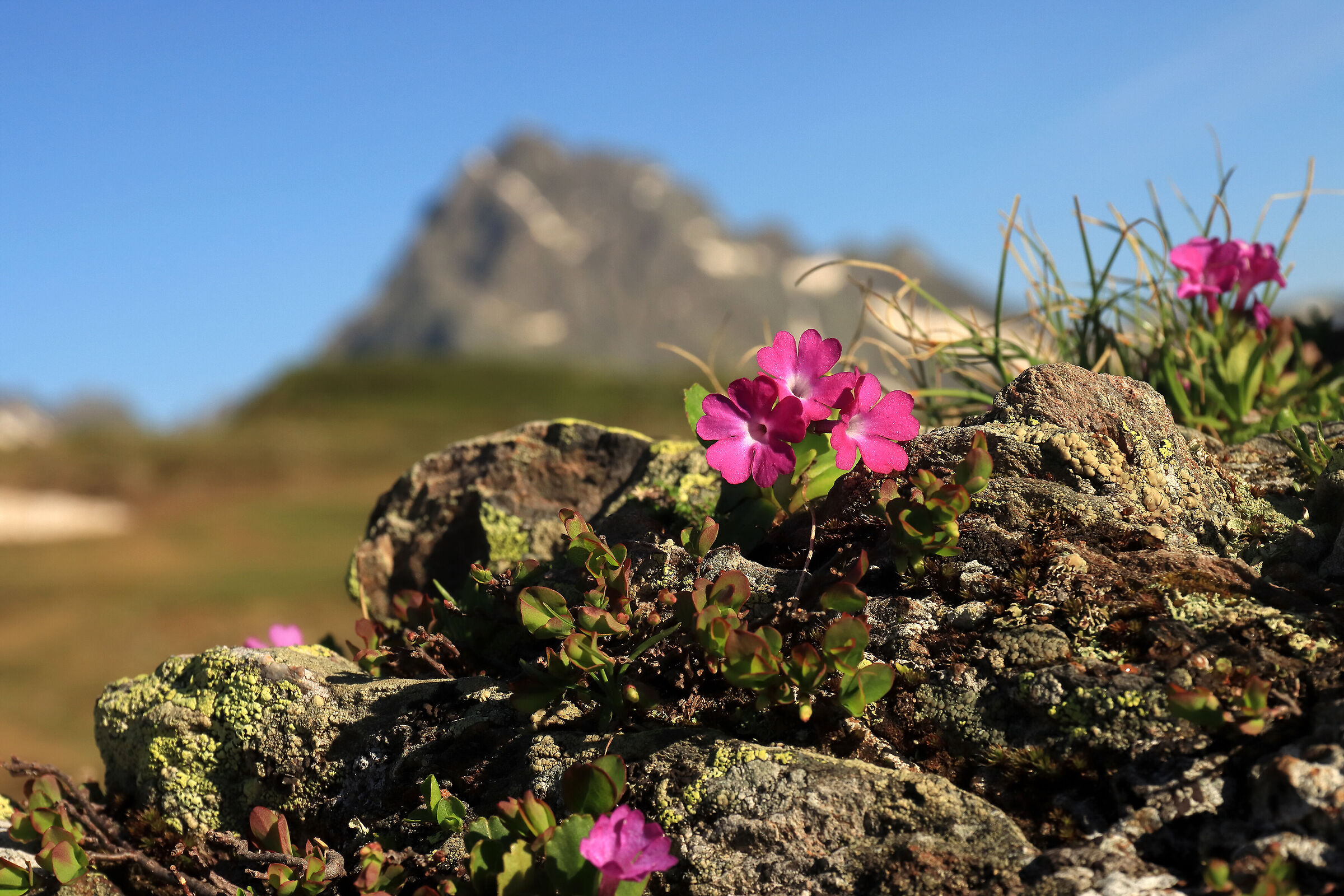 the primrose and the Coca