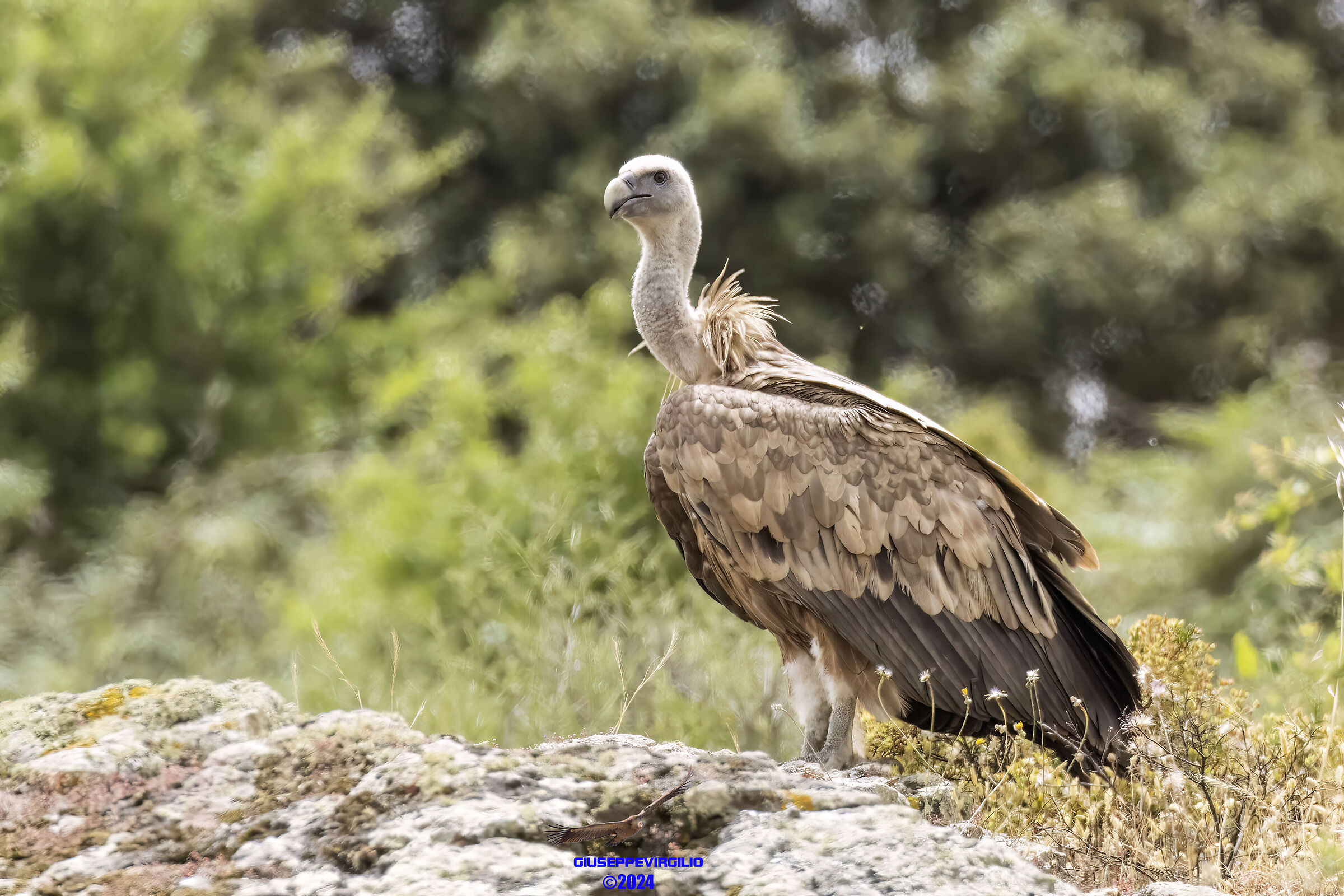 Grifone (Sardinia) 2024