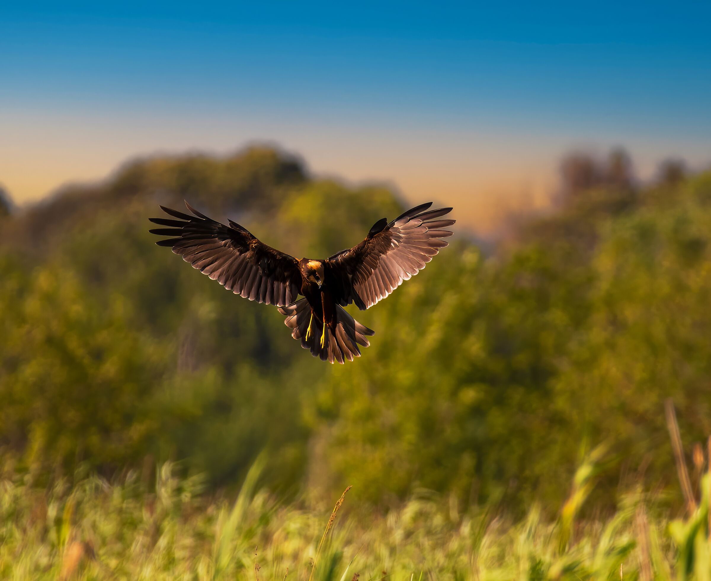 FALCON