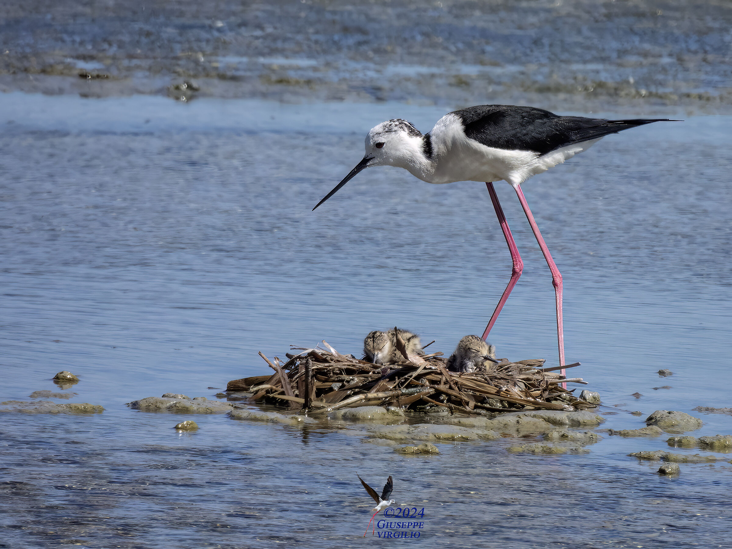 Black-winged Stilt (Sardinia) 2024