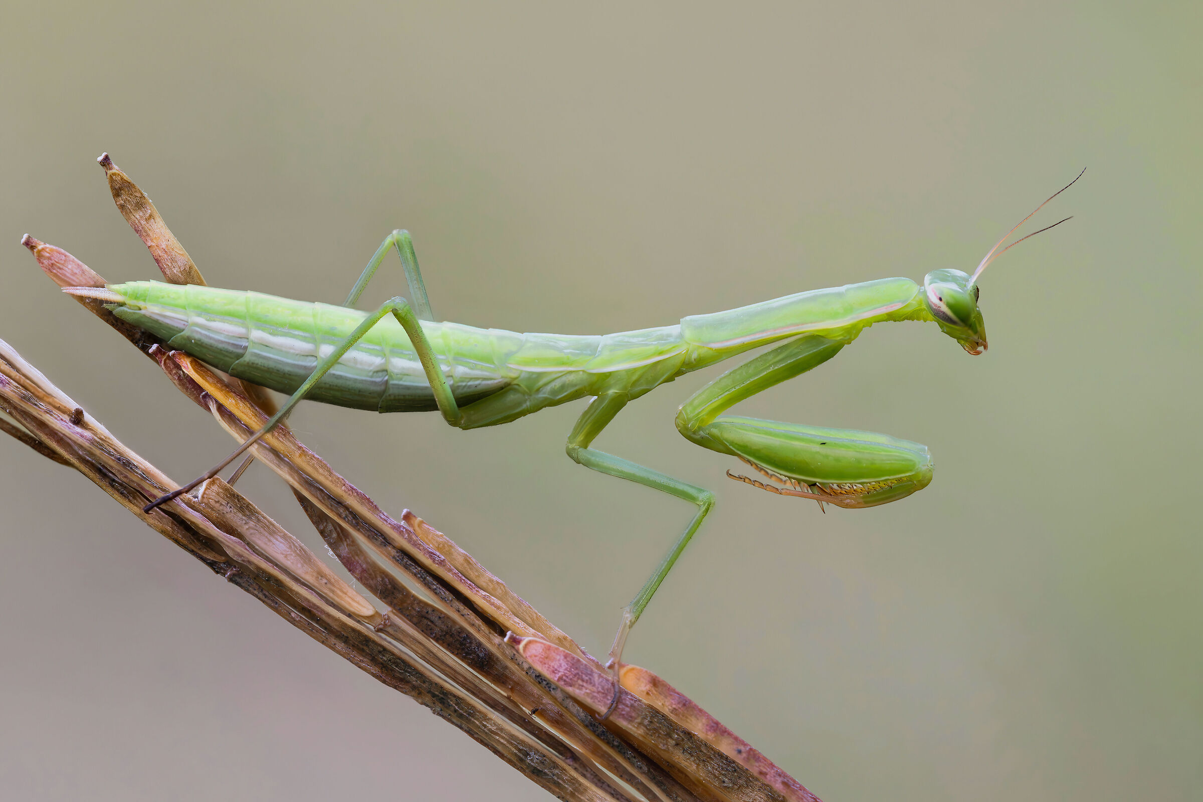 Mantis religiosa