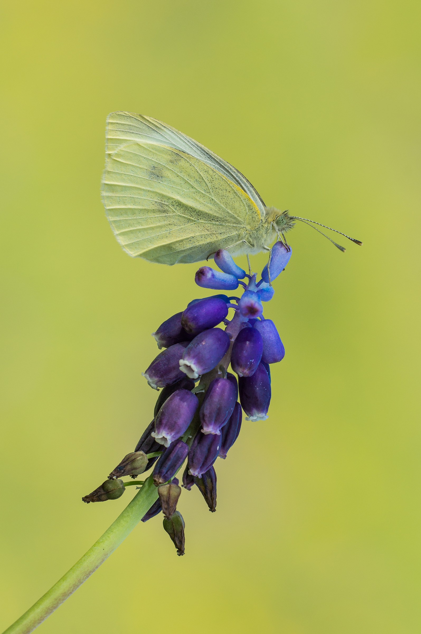 Pieris Brassicae