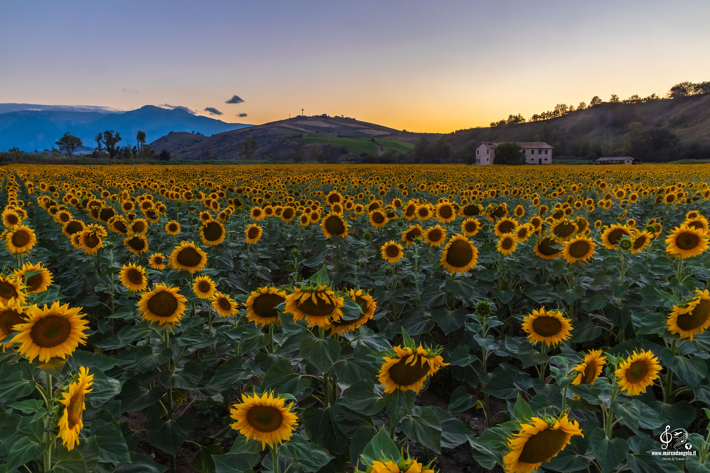 Sunflowers at sunset