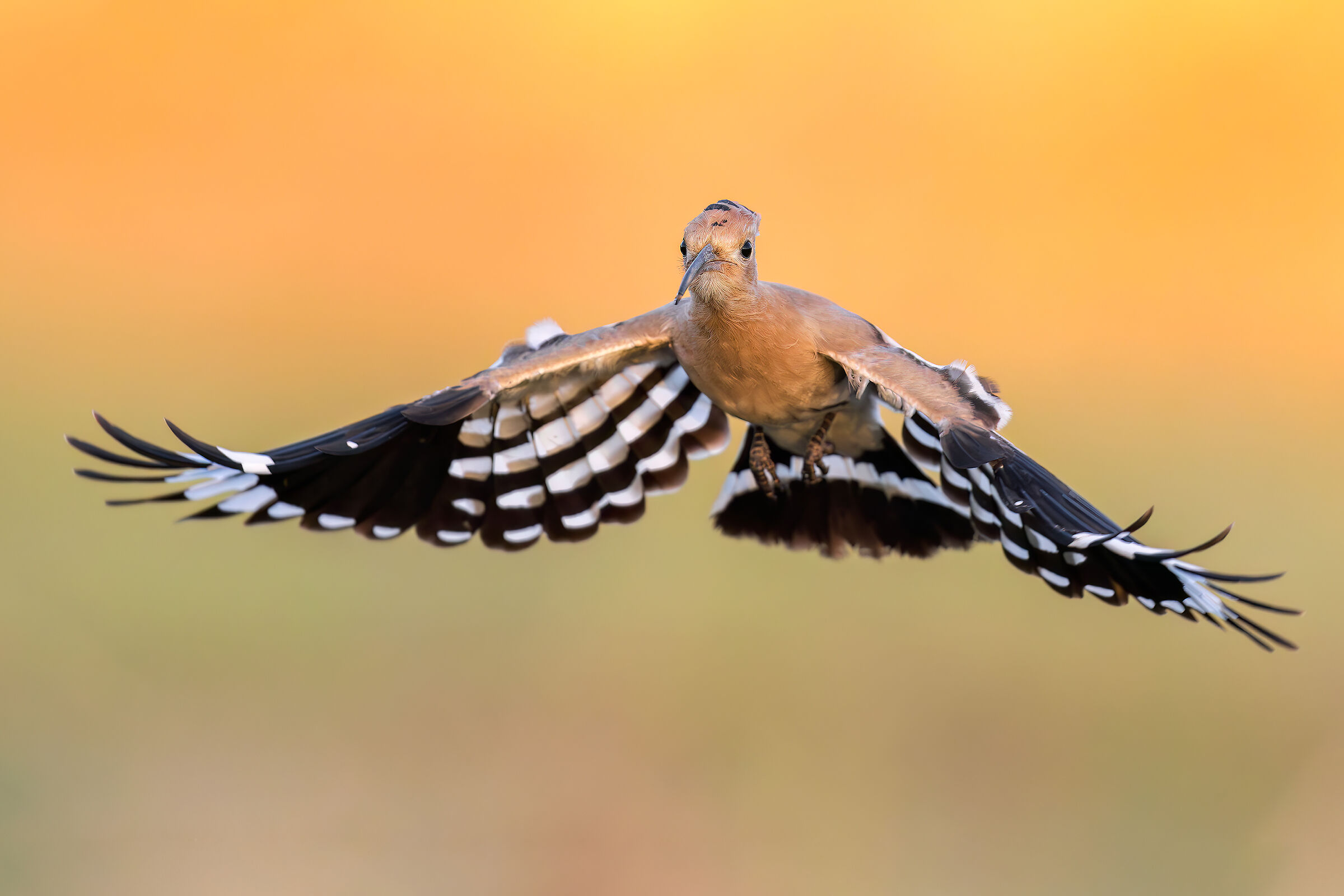 Hoopoe