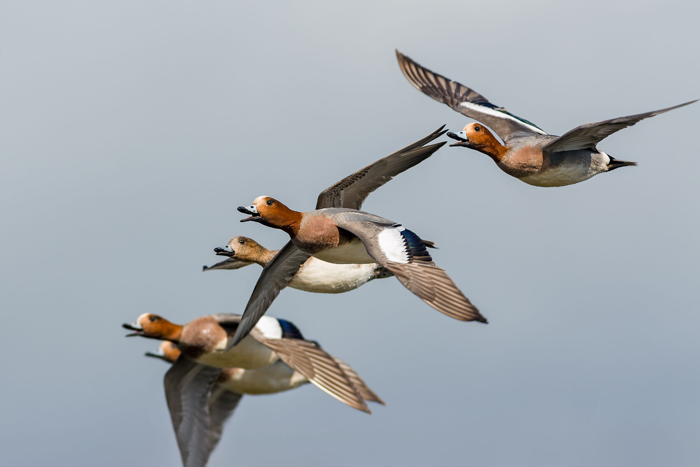 Wigeon in courtship flight