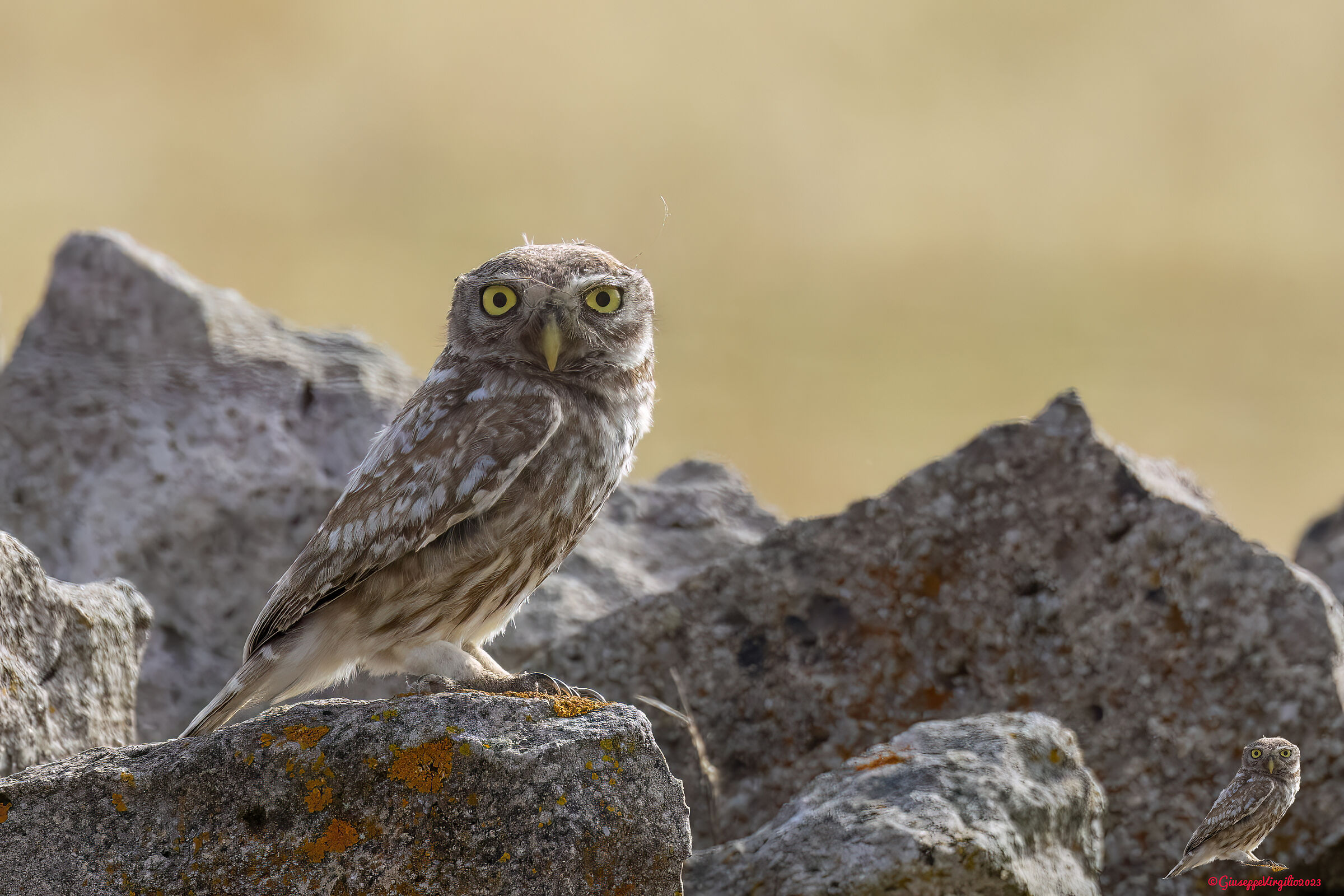 Civetta (Sardinia ) 2023