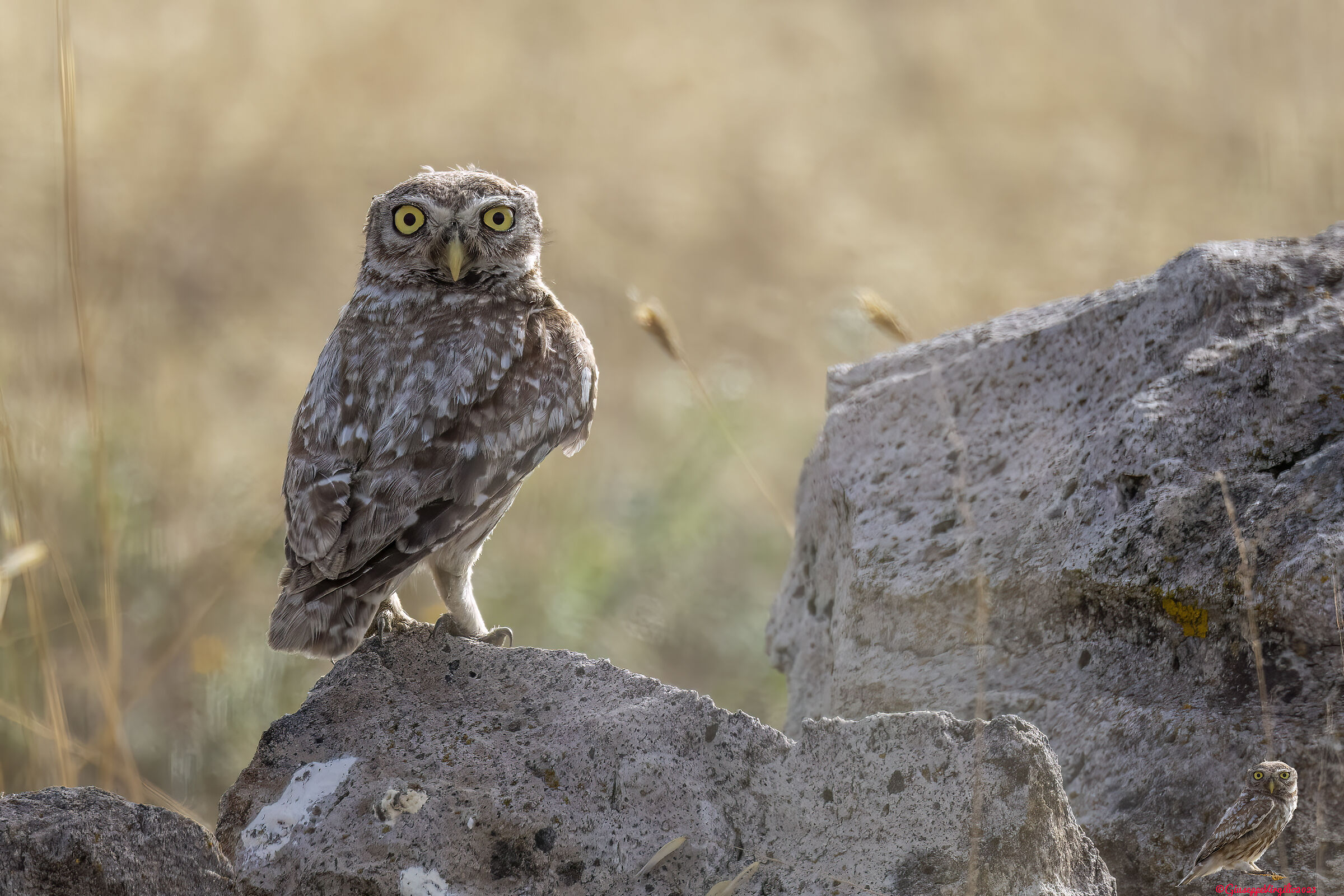 Civetta (Sardinia ) 2023