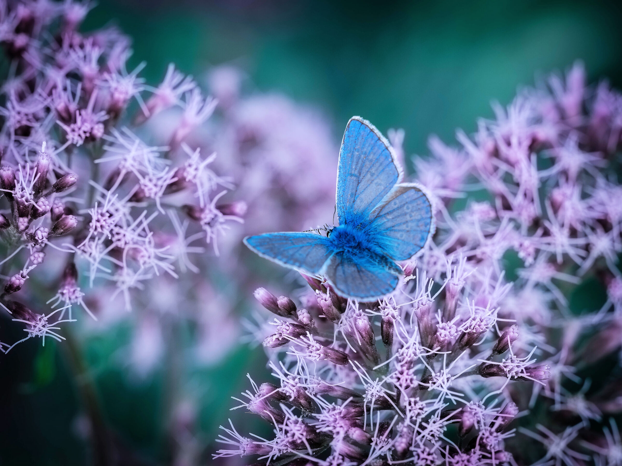 Batterfly