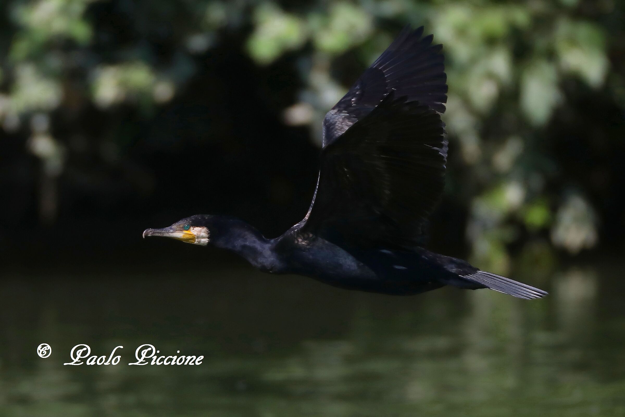 Cormorant