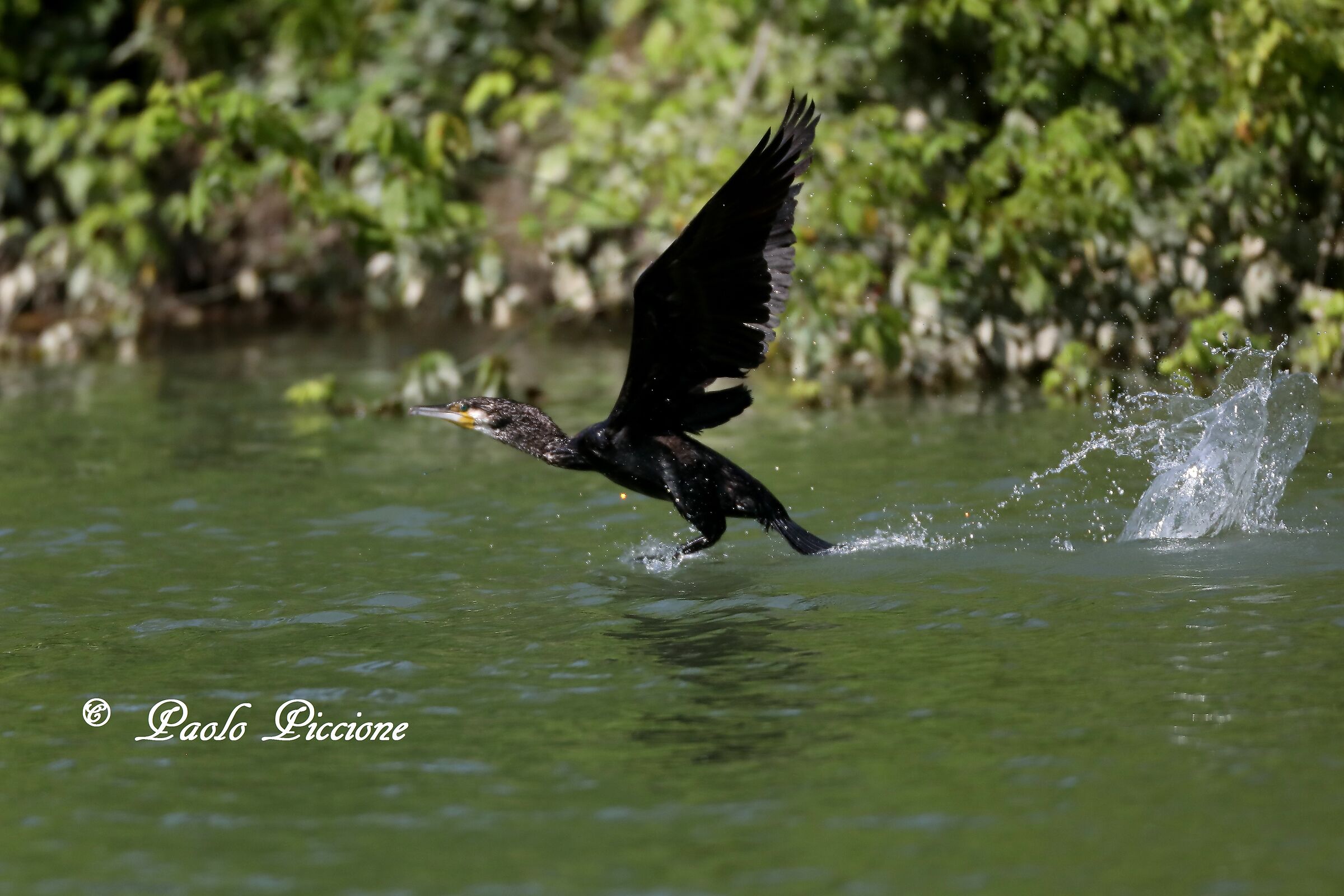Cormorant