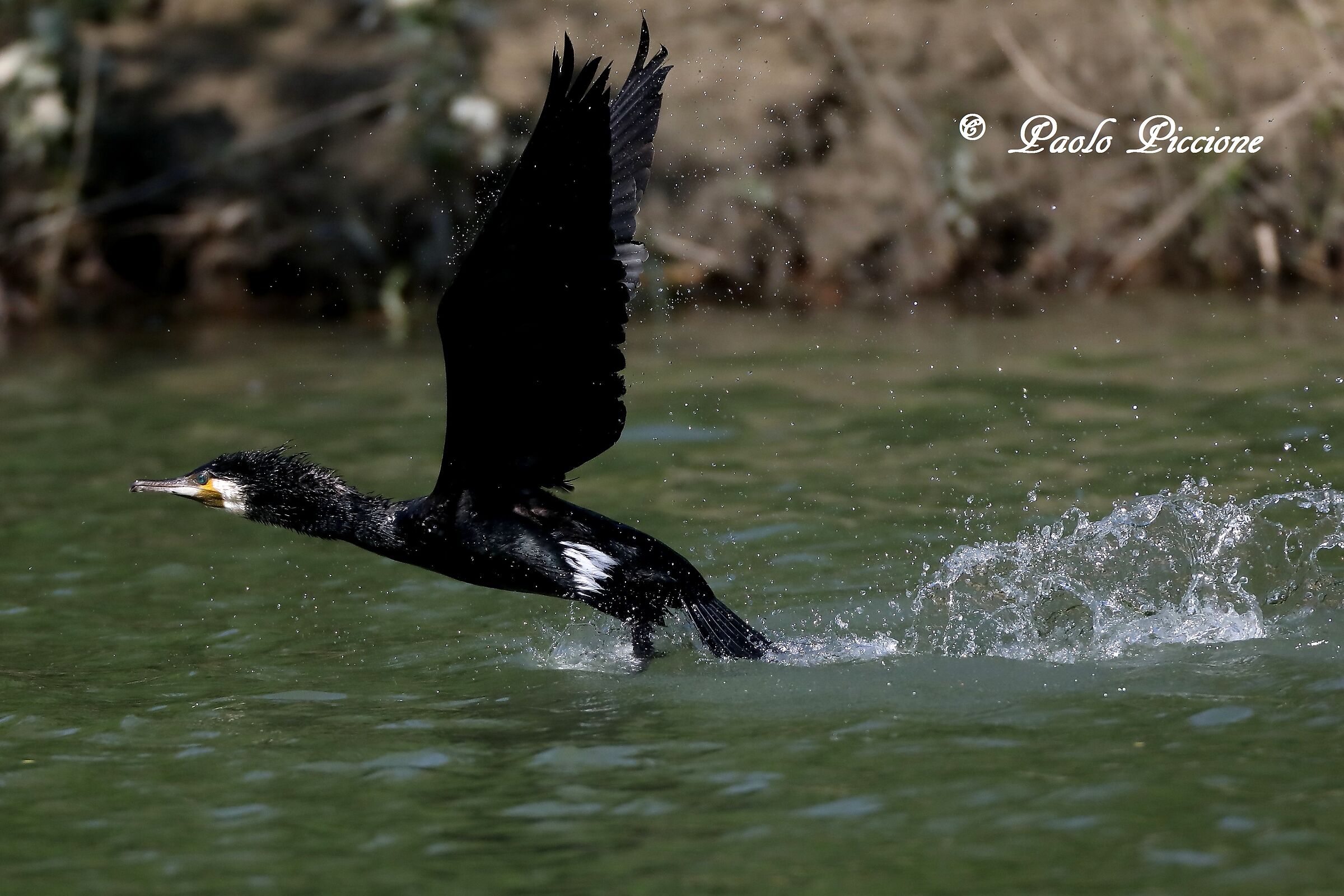 Cormorant