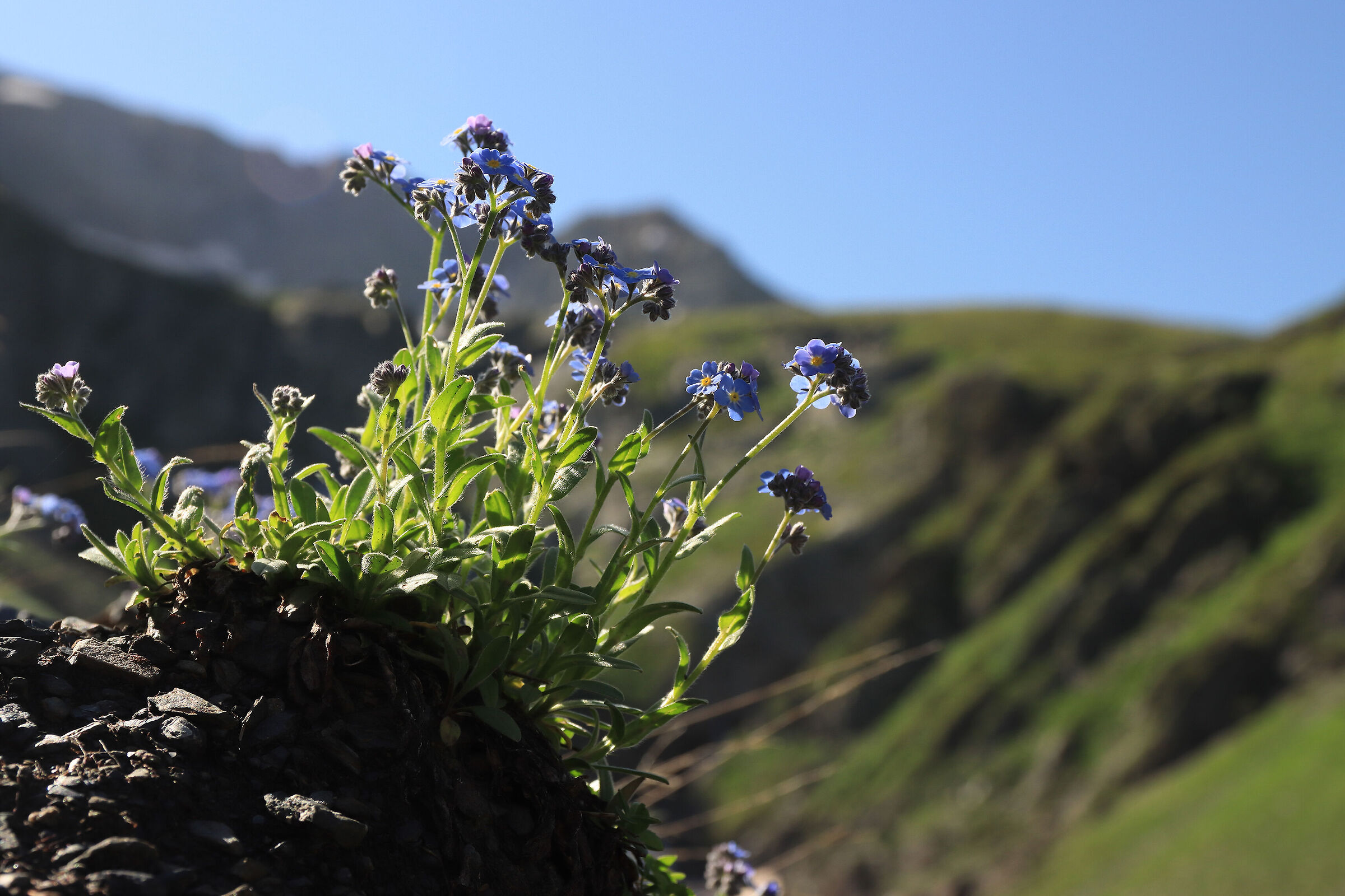 don't forget - at altitude -