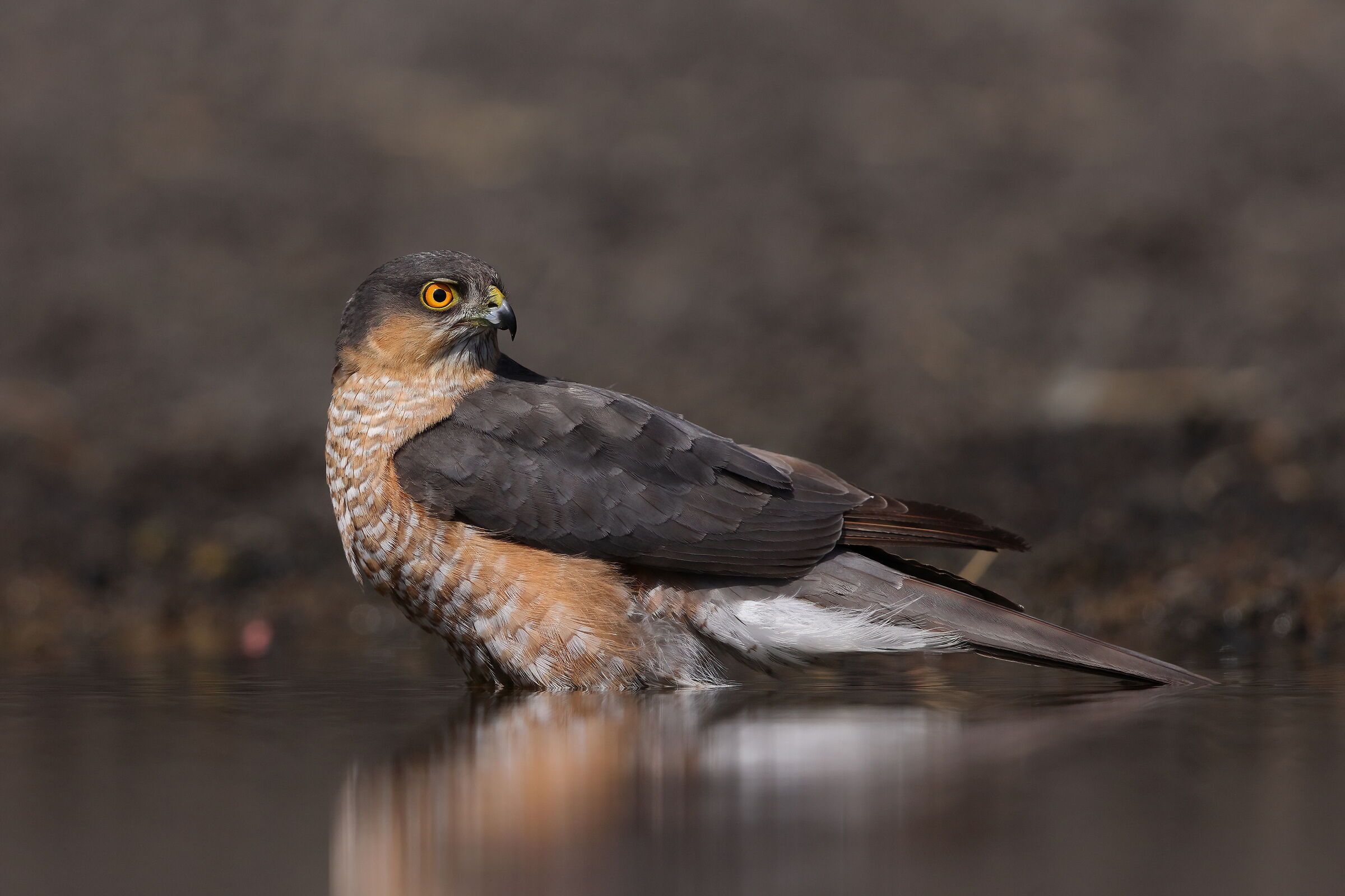 Young sparrowhawk at the bath
