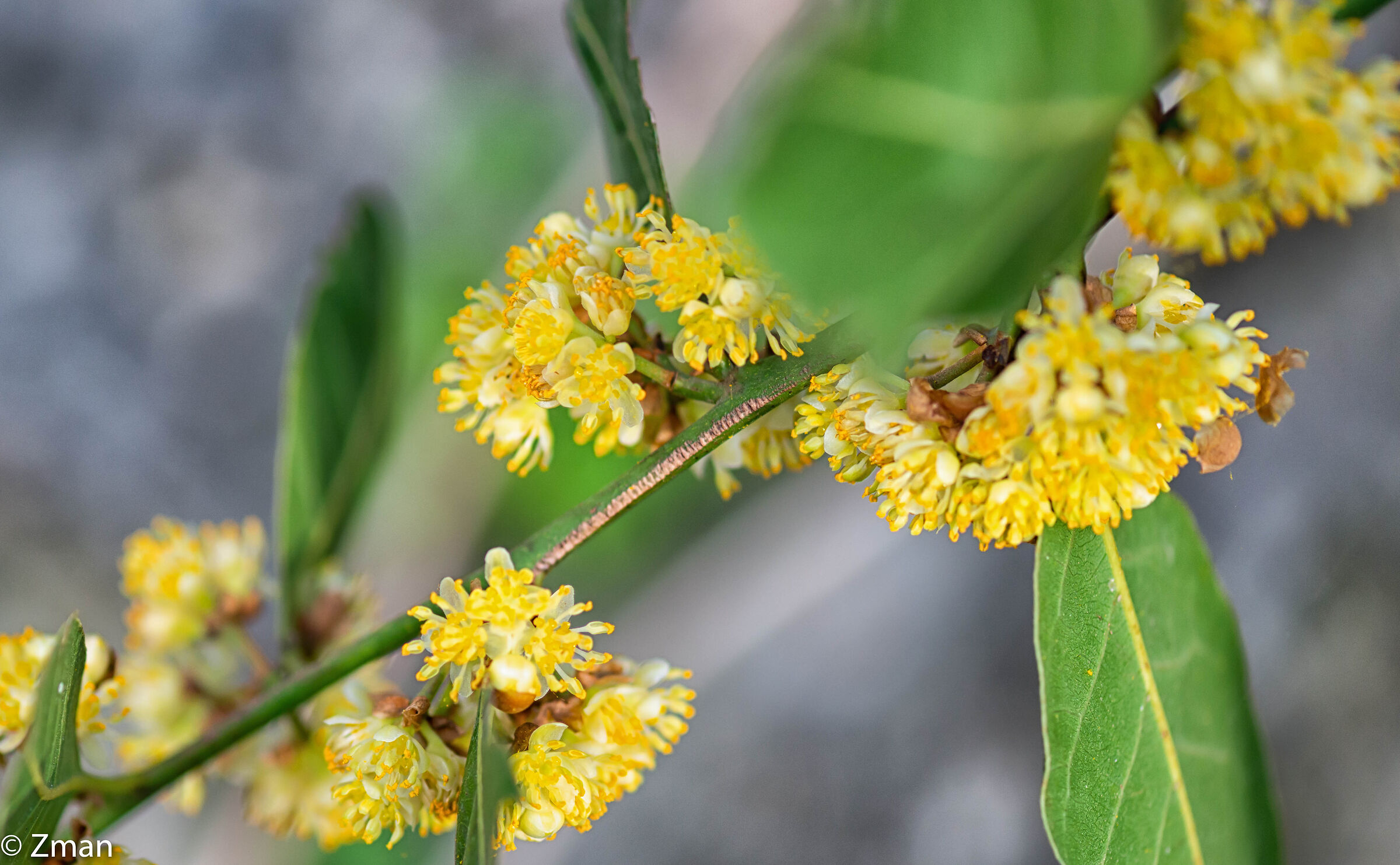 Fioritura della baia