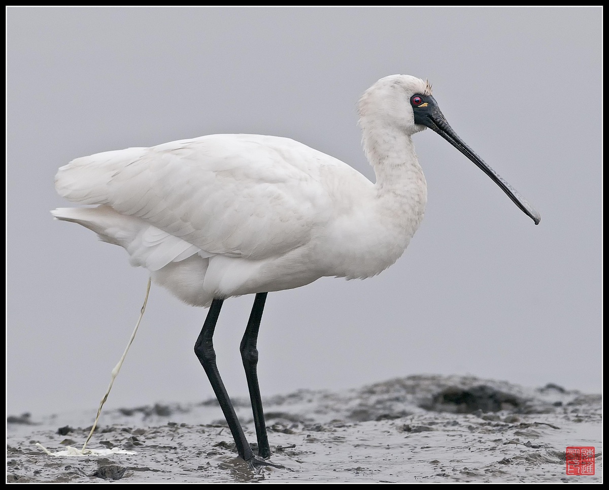 Per la Spatola nera di fronte, ovunque è un cesso!