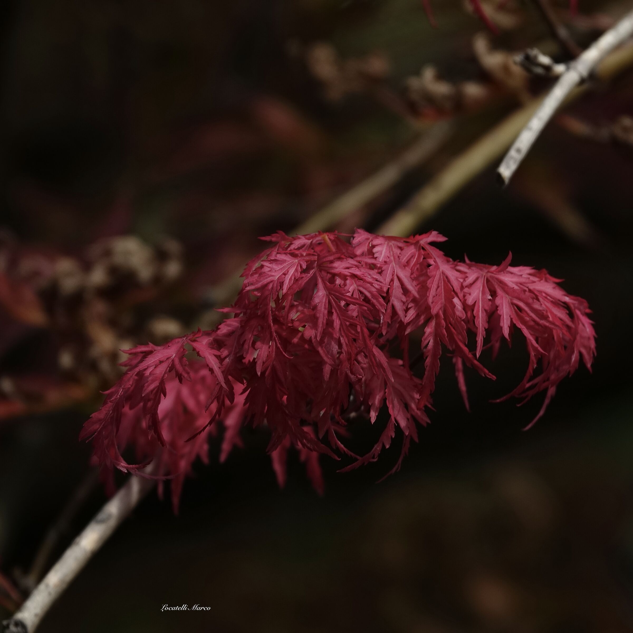 Maple
