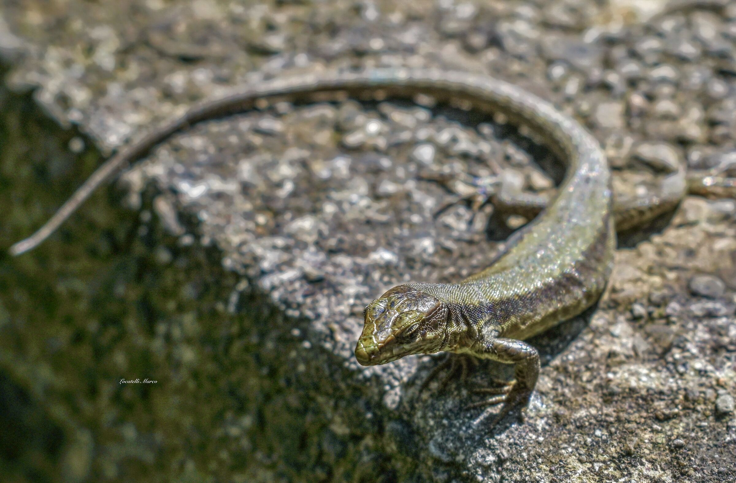 Lizard