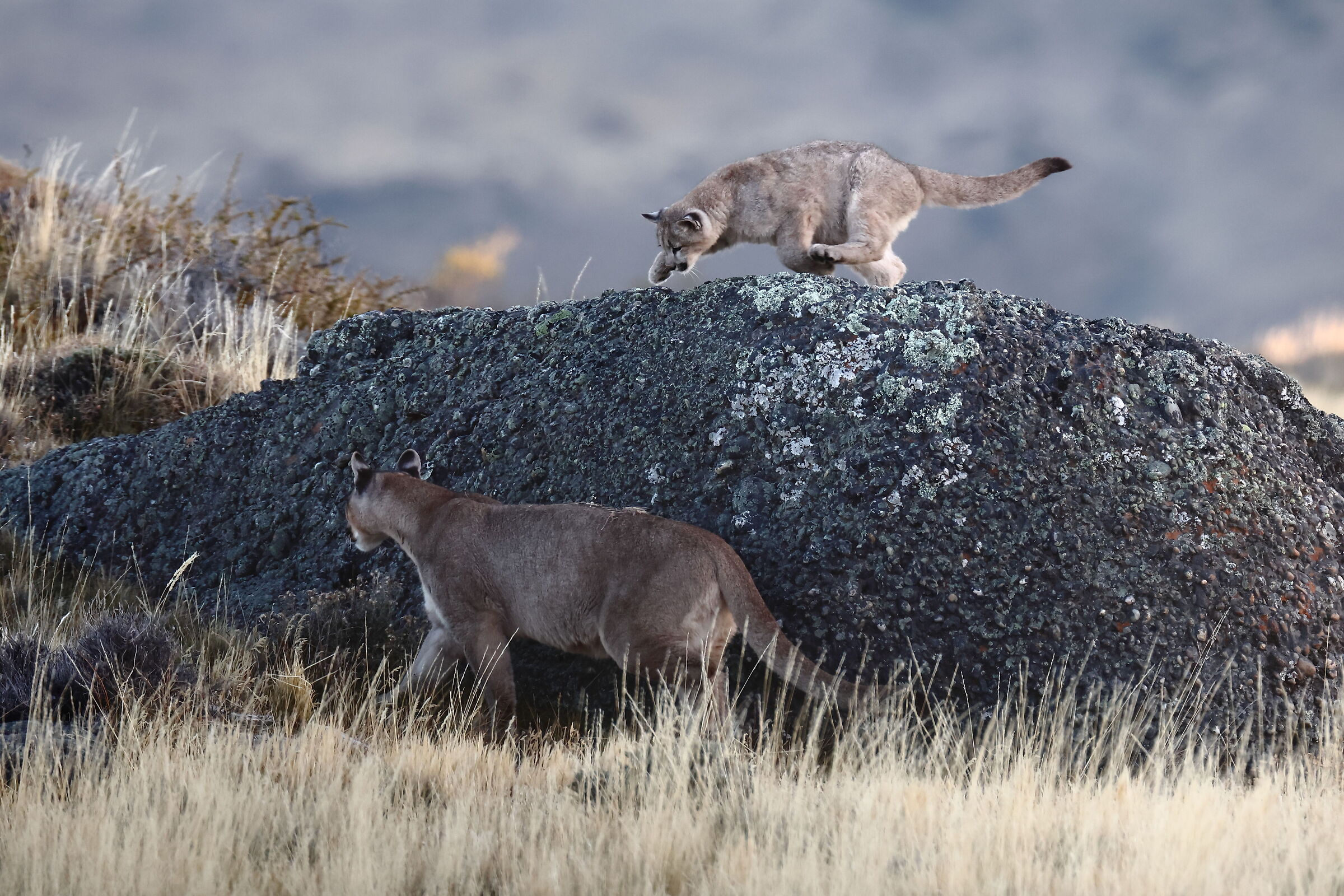 Ambush