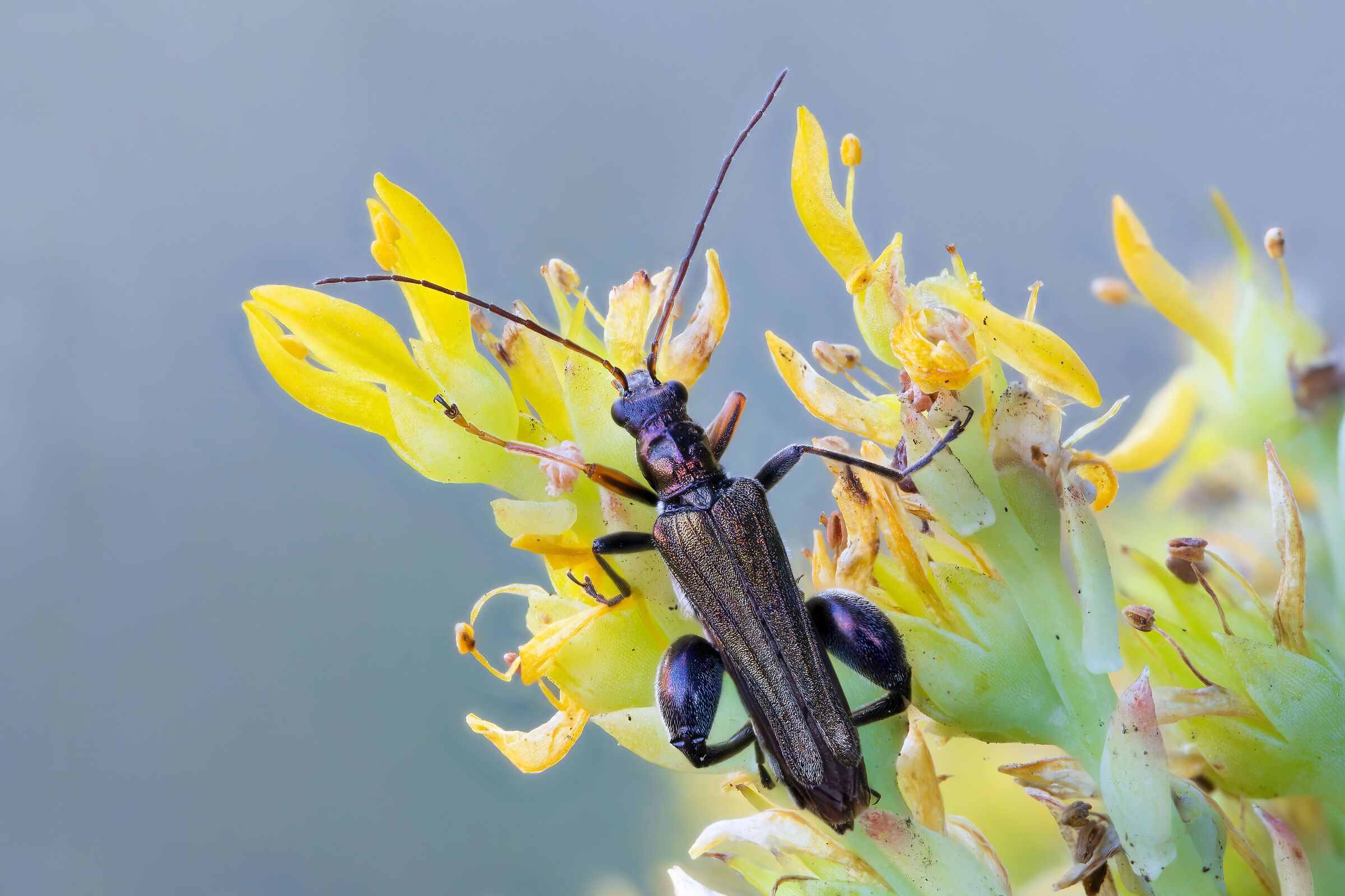 Oedemera flavipes