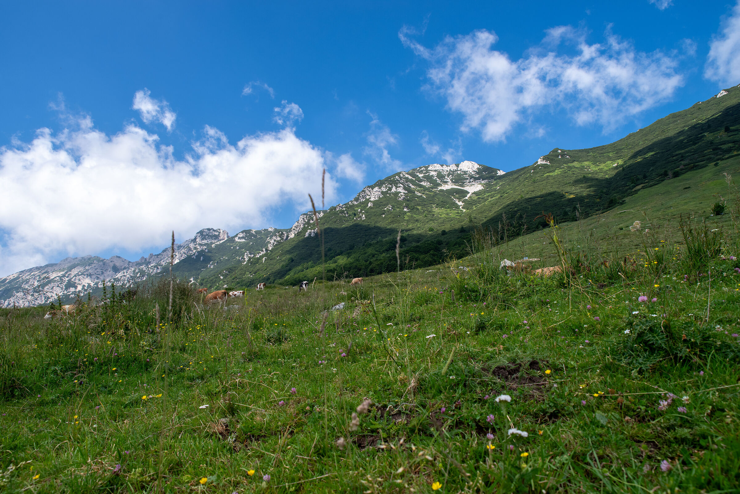 Muche at high pasture