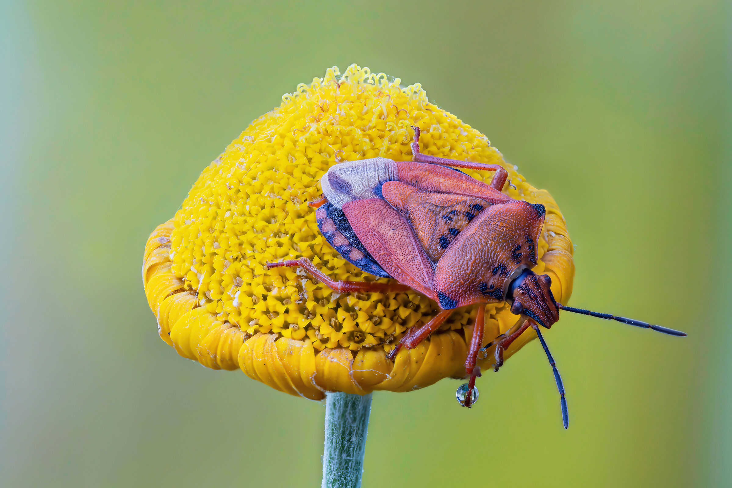 Carpocoris mediterraneus mediterraneus
