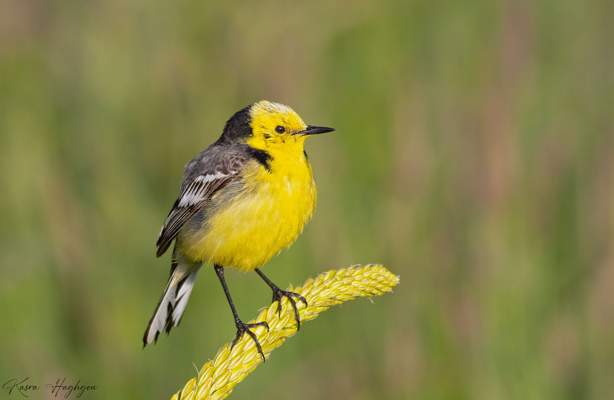 Citrine wagtail