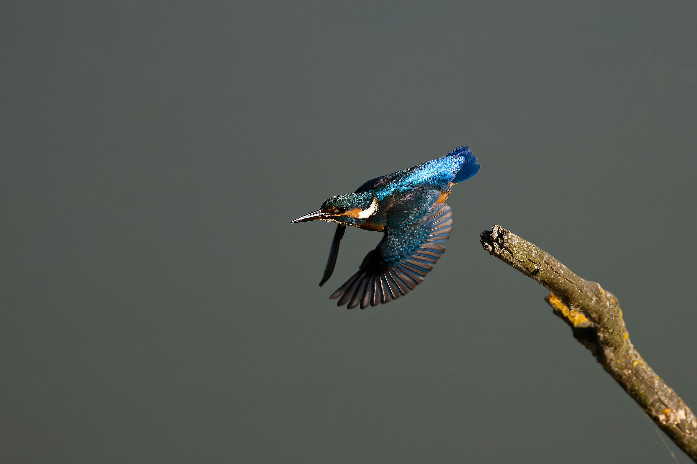 Kingfisher