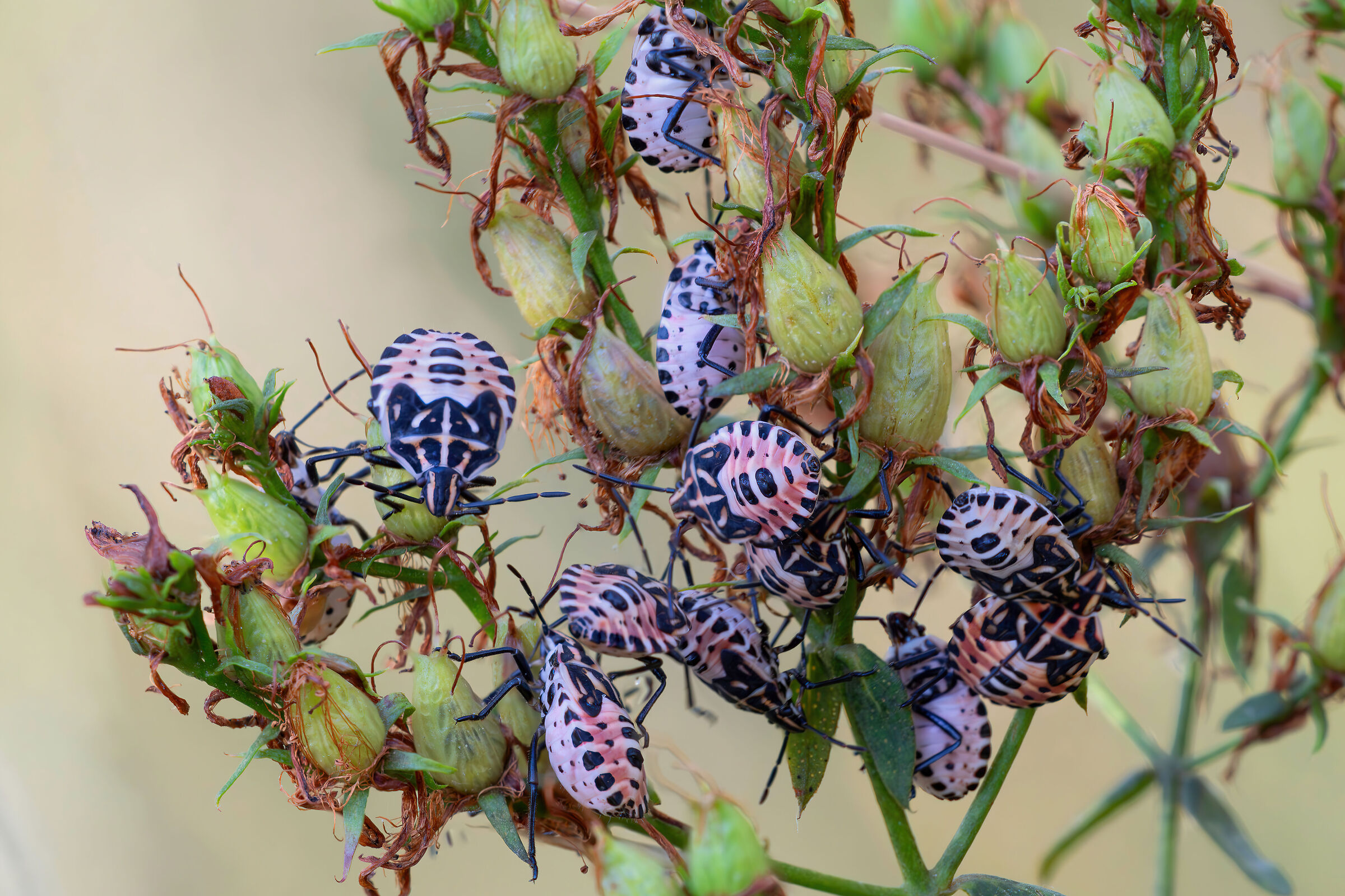 Summer camp for youth