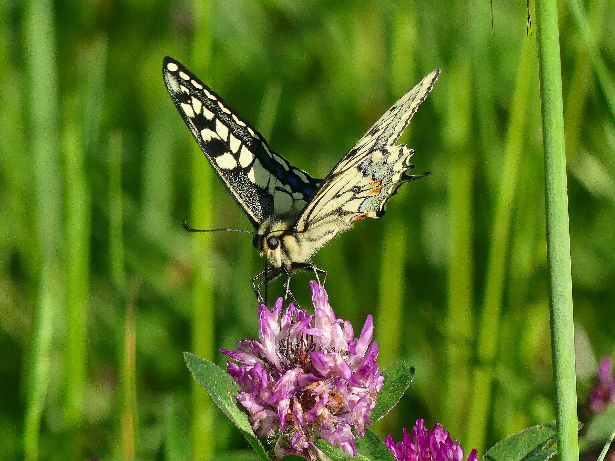 Swallowtail