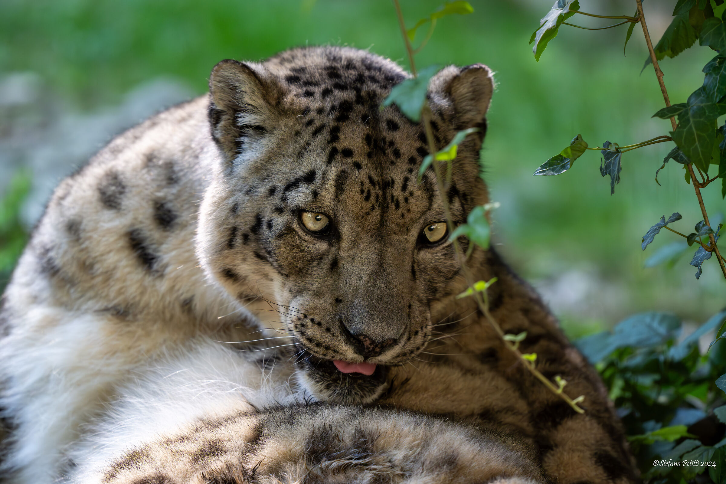 Snow Leopard