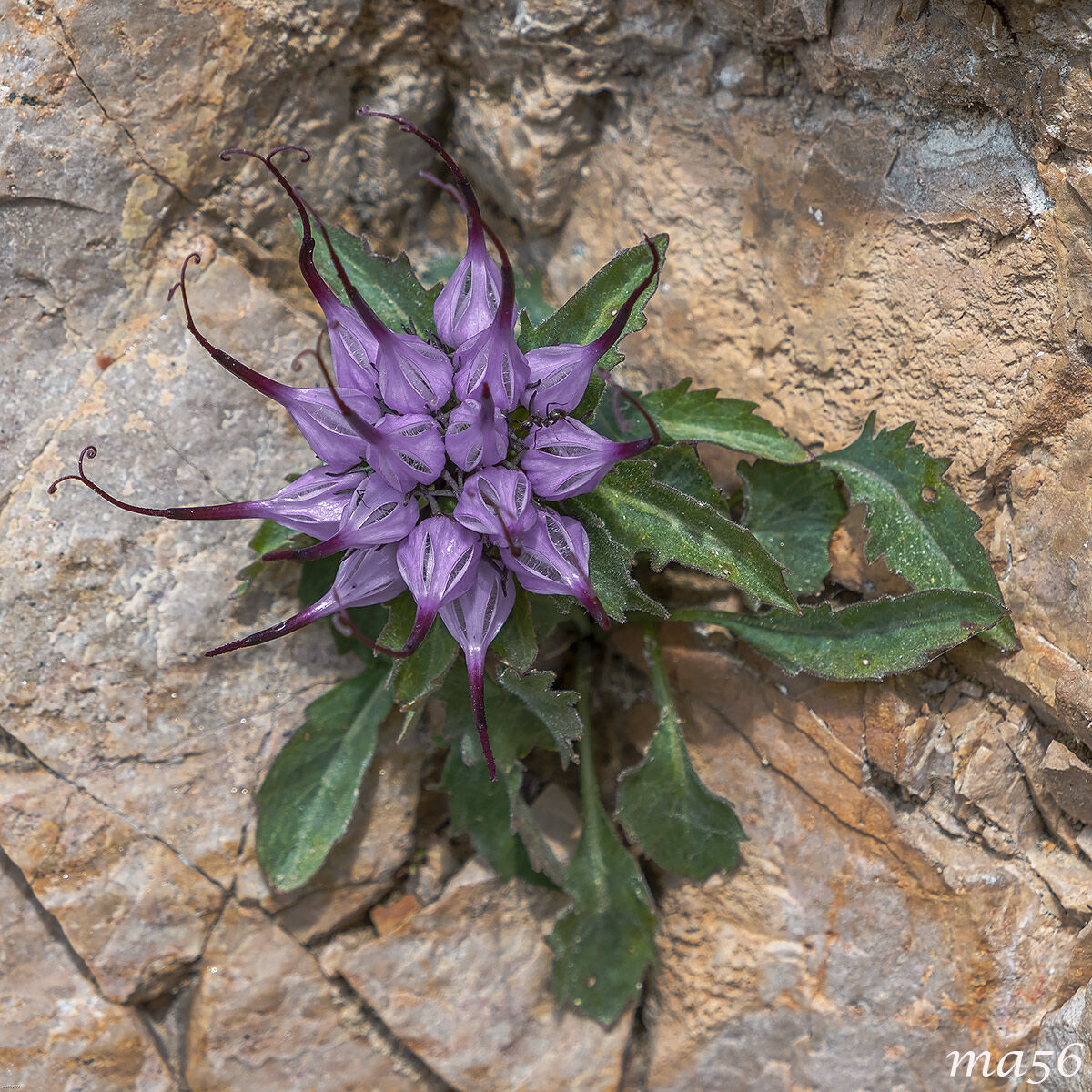 Raponzolo di roccia