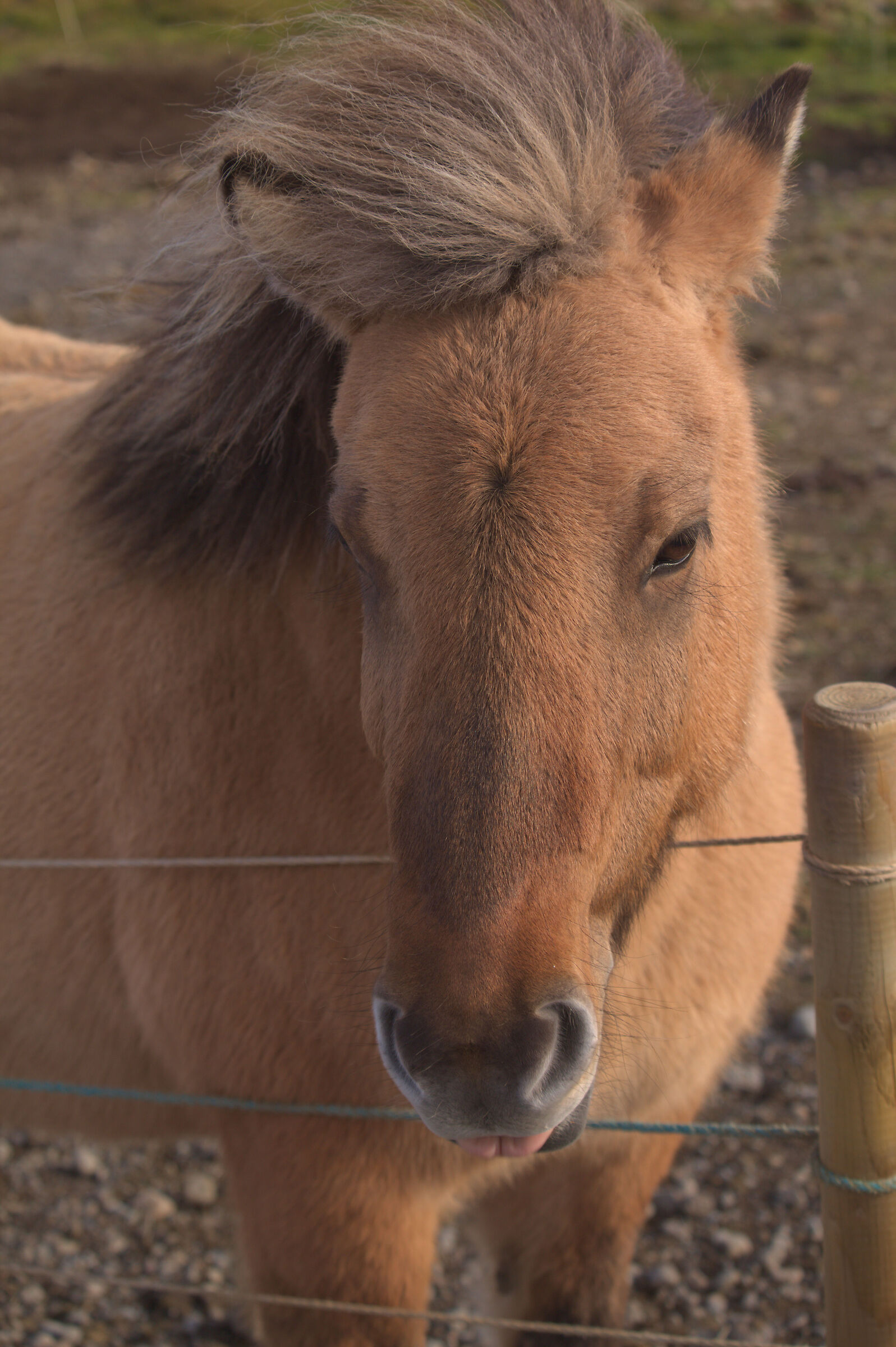 Icelandic horse