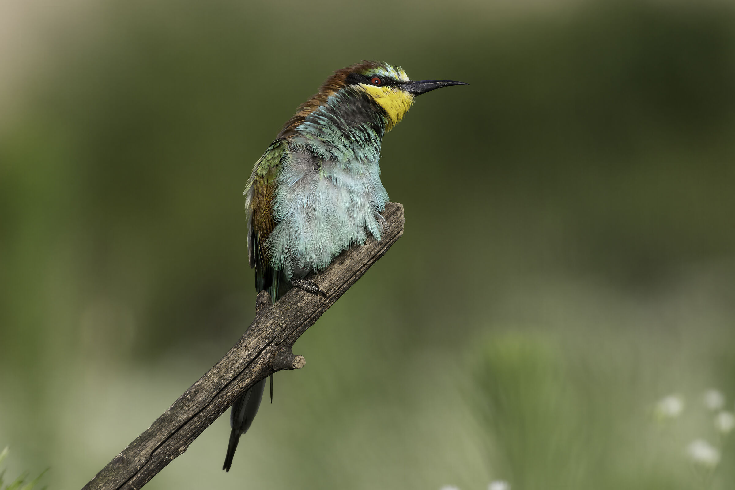 Bee-eater