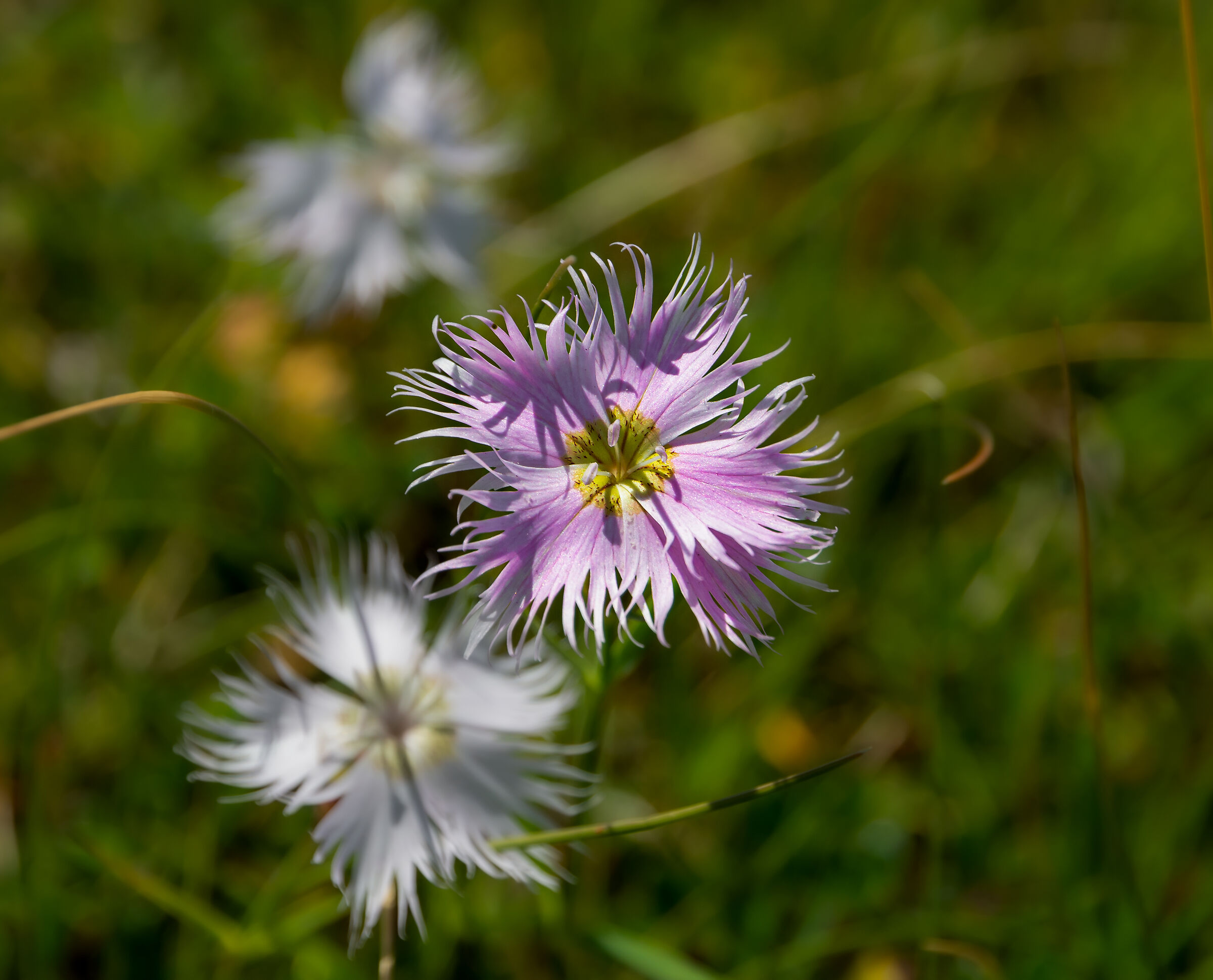 Dianthus hyssopifolius