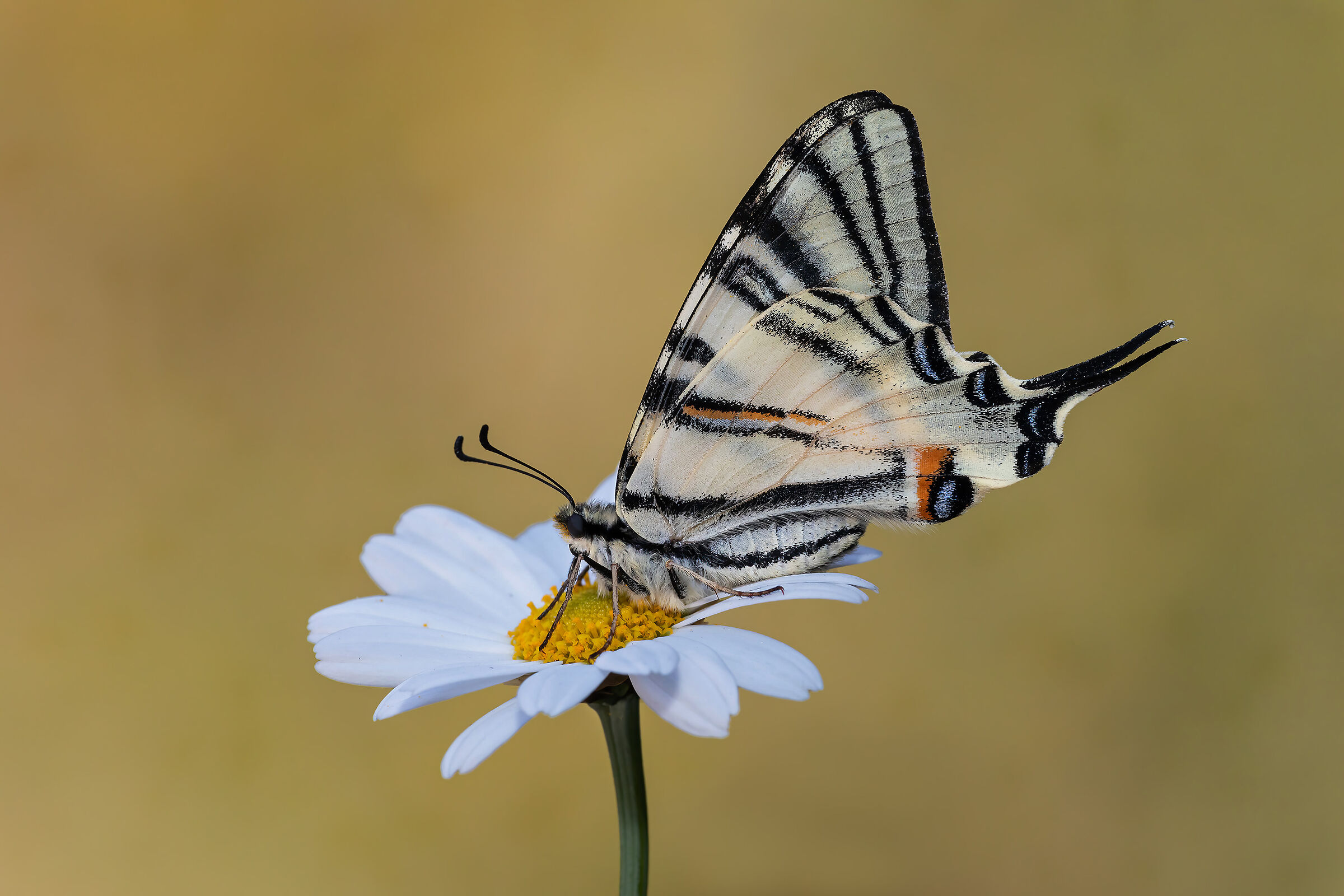 Scarce swallowtail