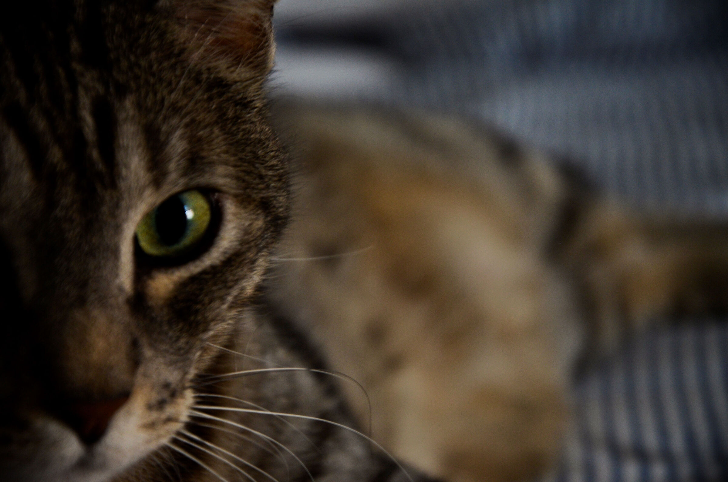 Striped cat on stripes
