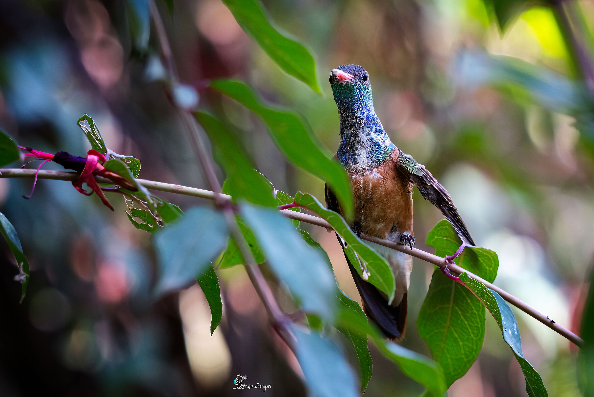The beautiful hummingbird