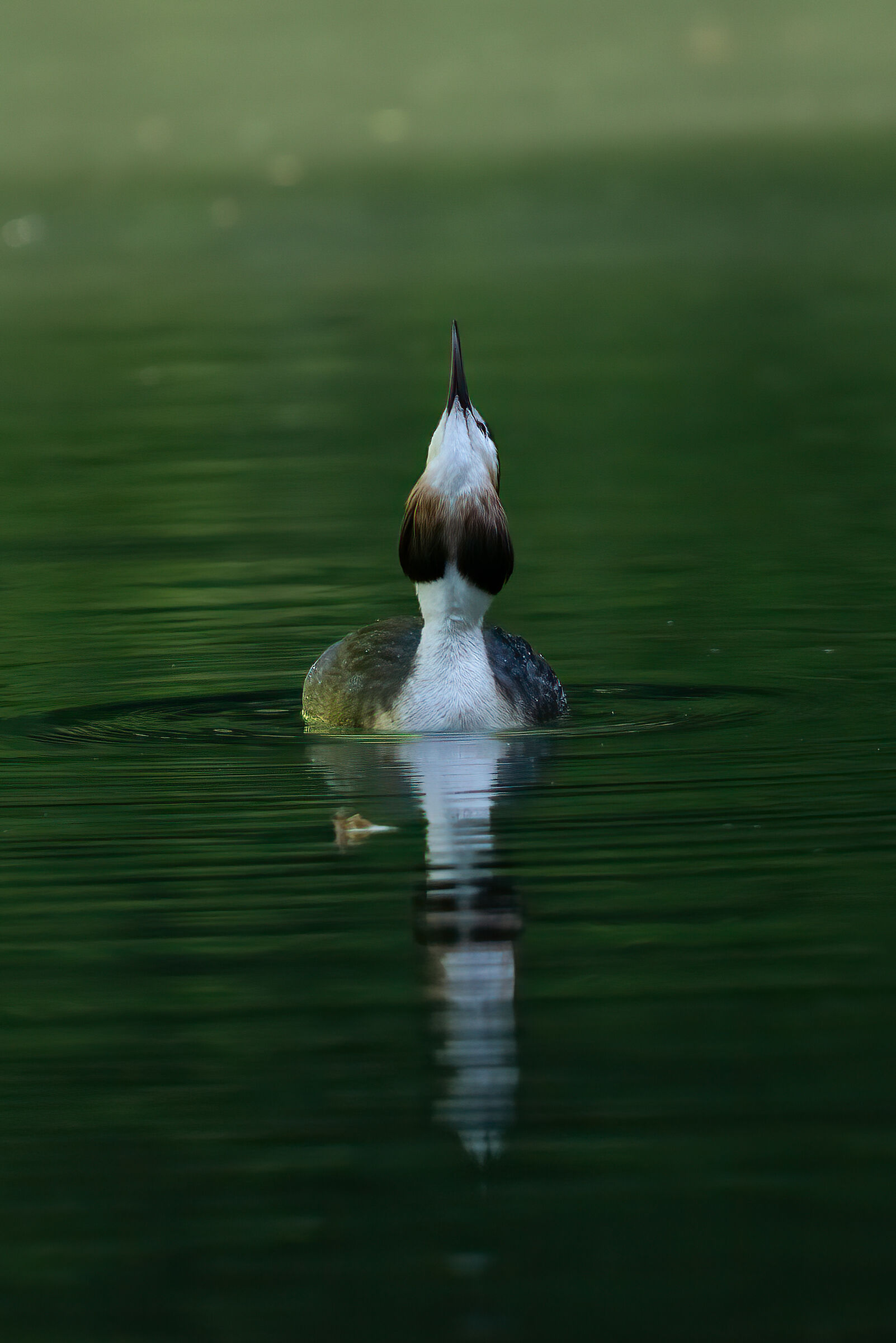 Who knows where the fish went???