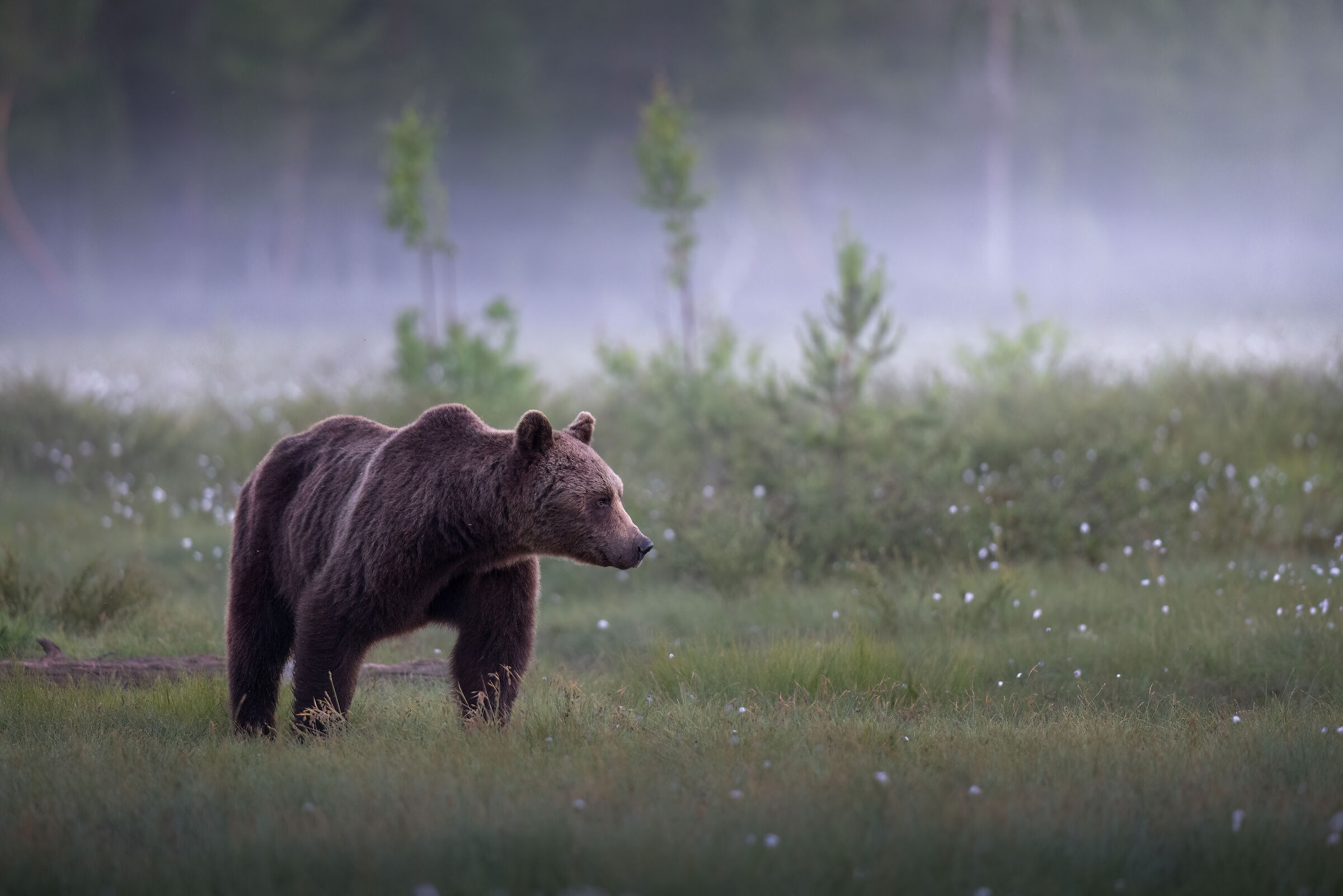 Brown bear